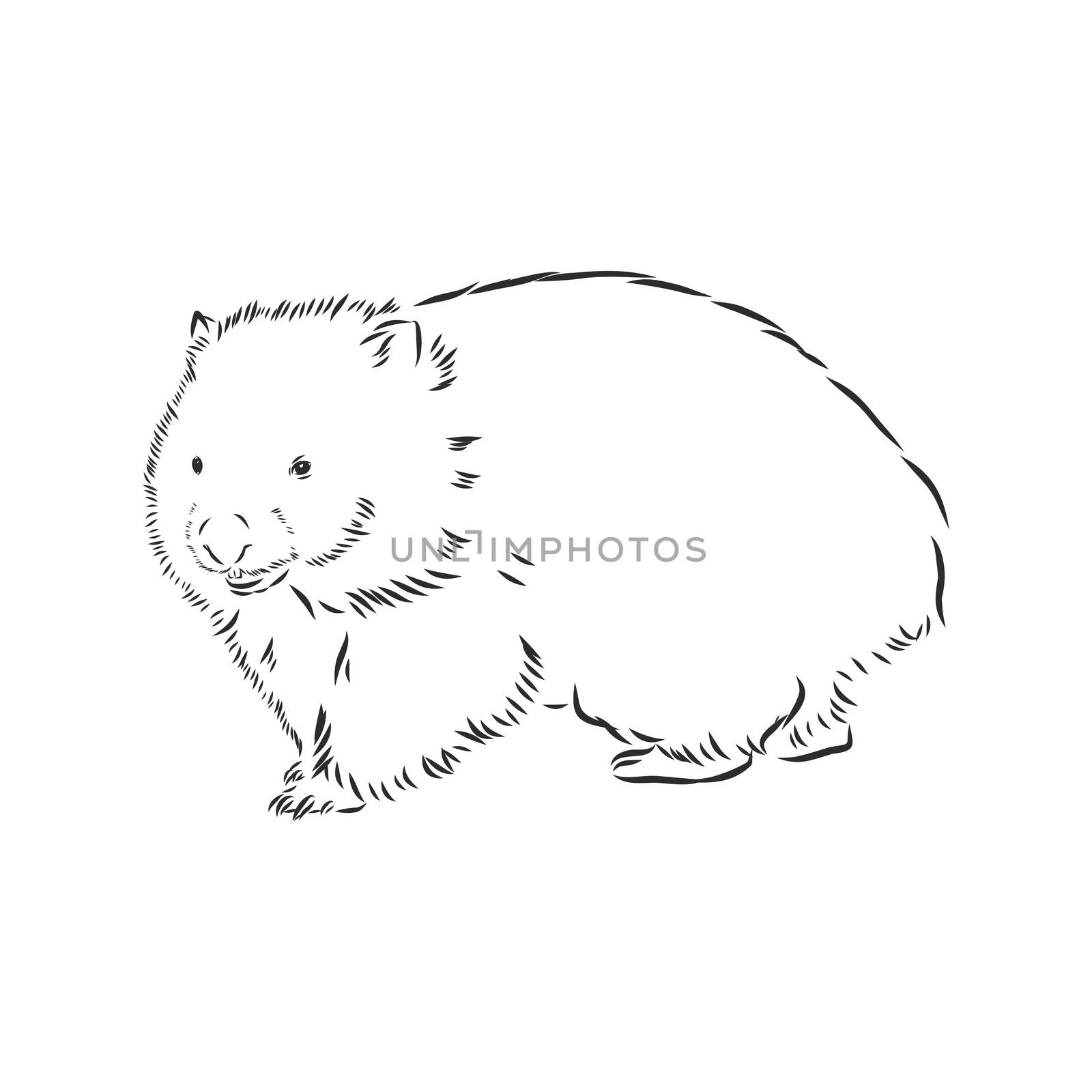 illustratuin with wombat sketch isolated on white background