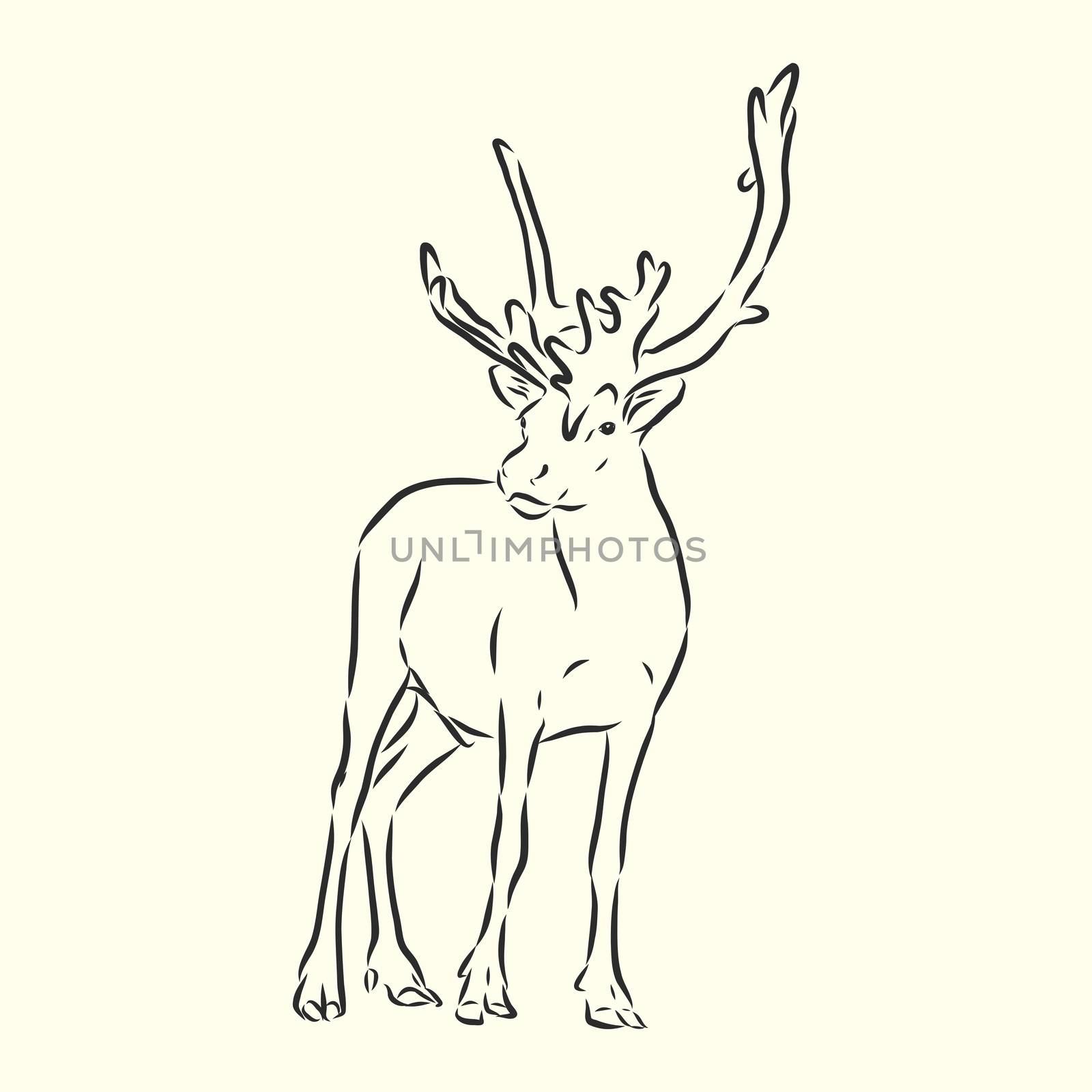 Hand drawn. forest deer vector sketch