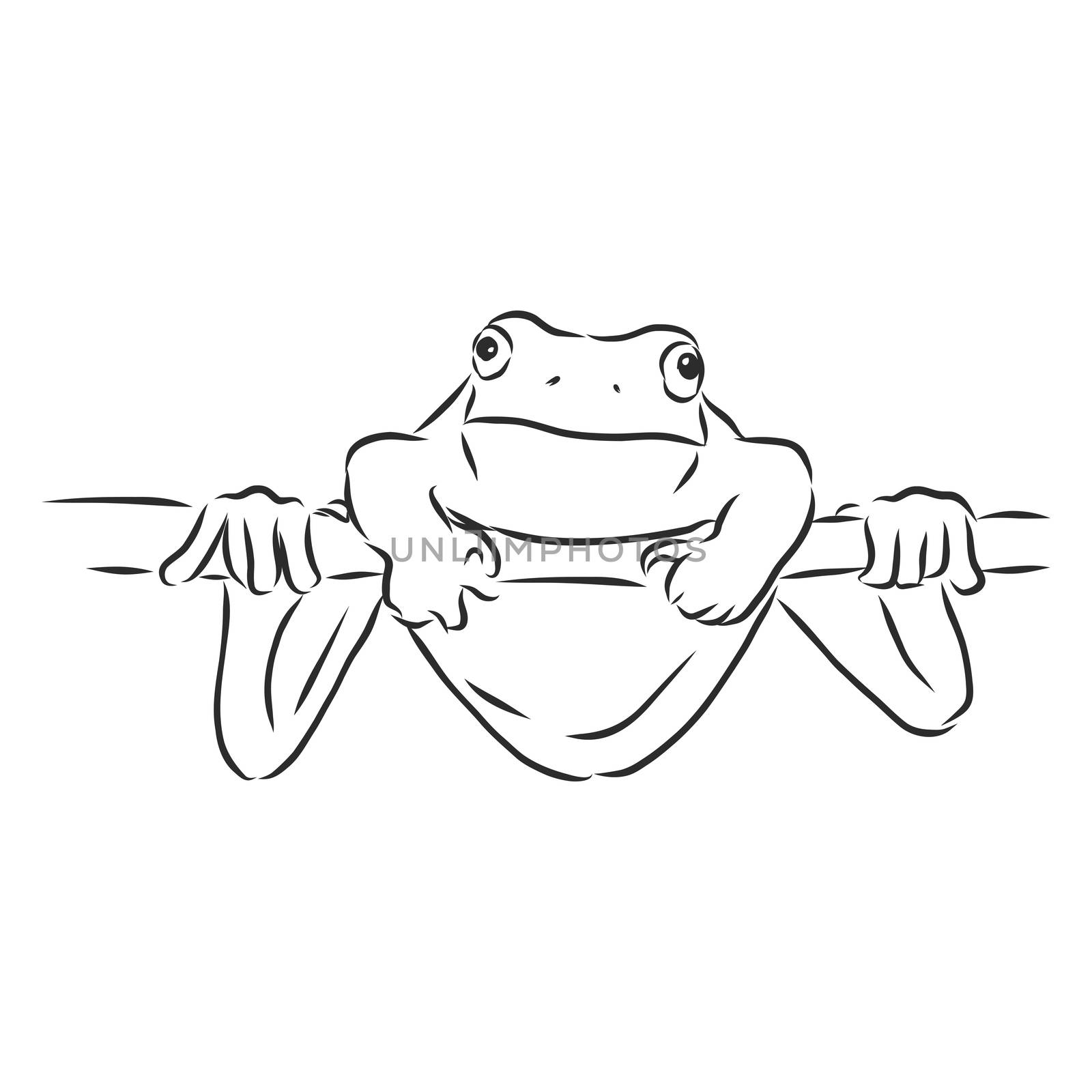 outline drawing of a frog isolated on white
