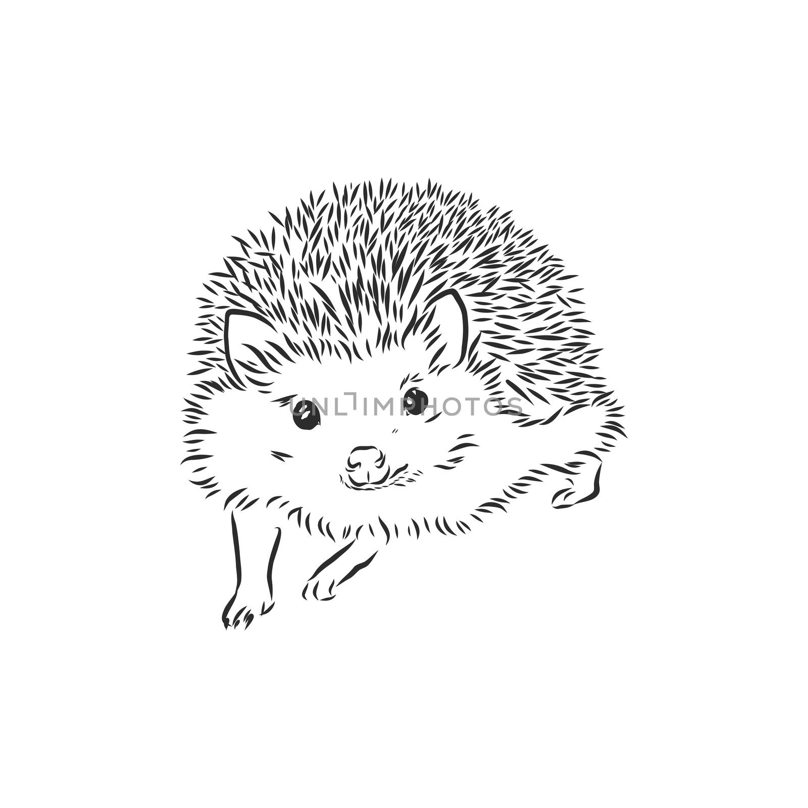 Hedgehog sketch drawing isolated on white background