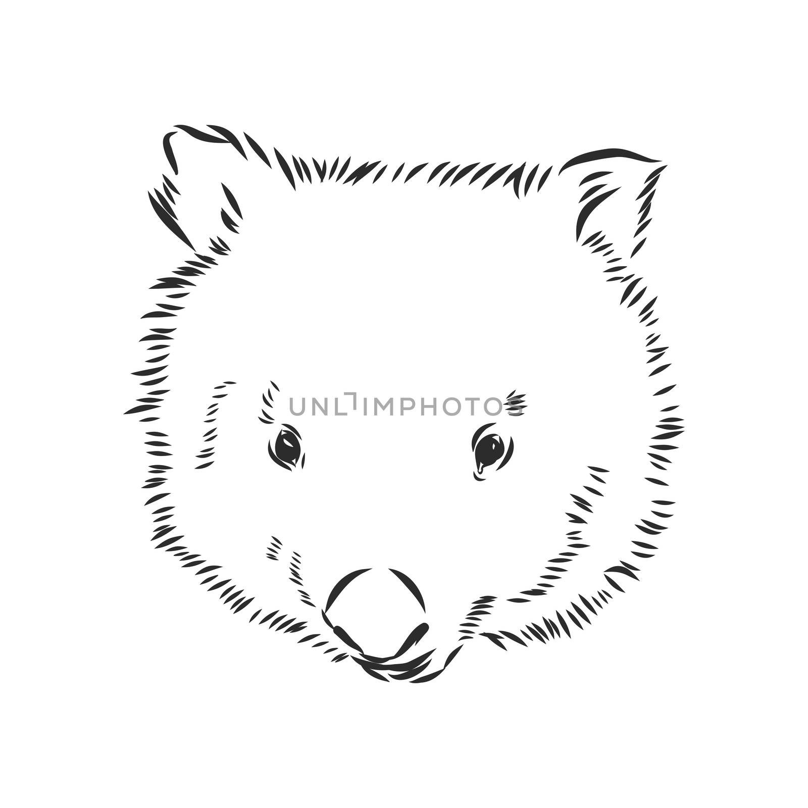 illustratuin with wombat sketch isolated on white background