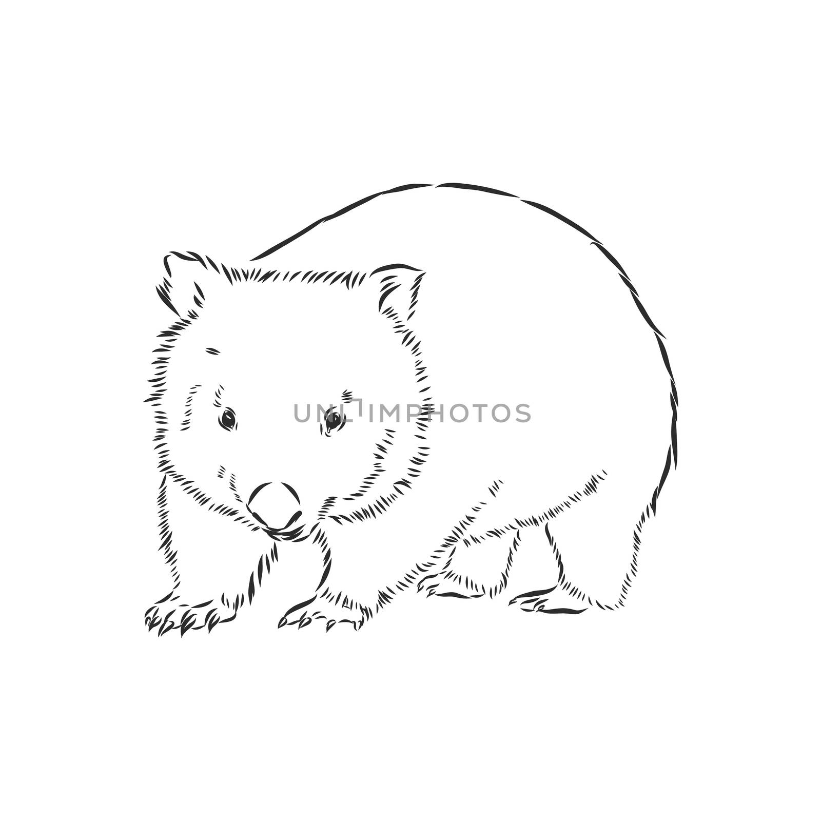 illustratuin with wombat sketch isolated on white background