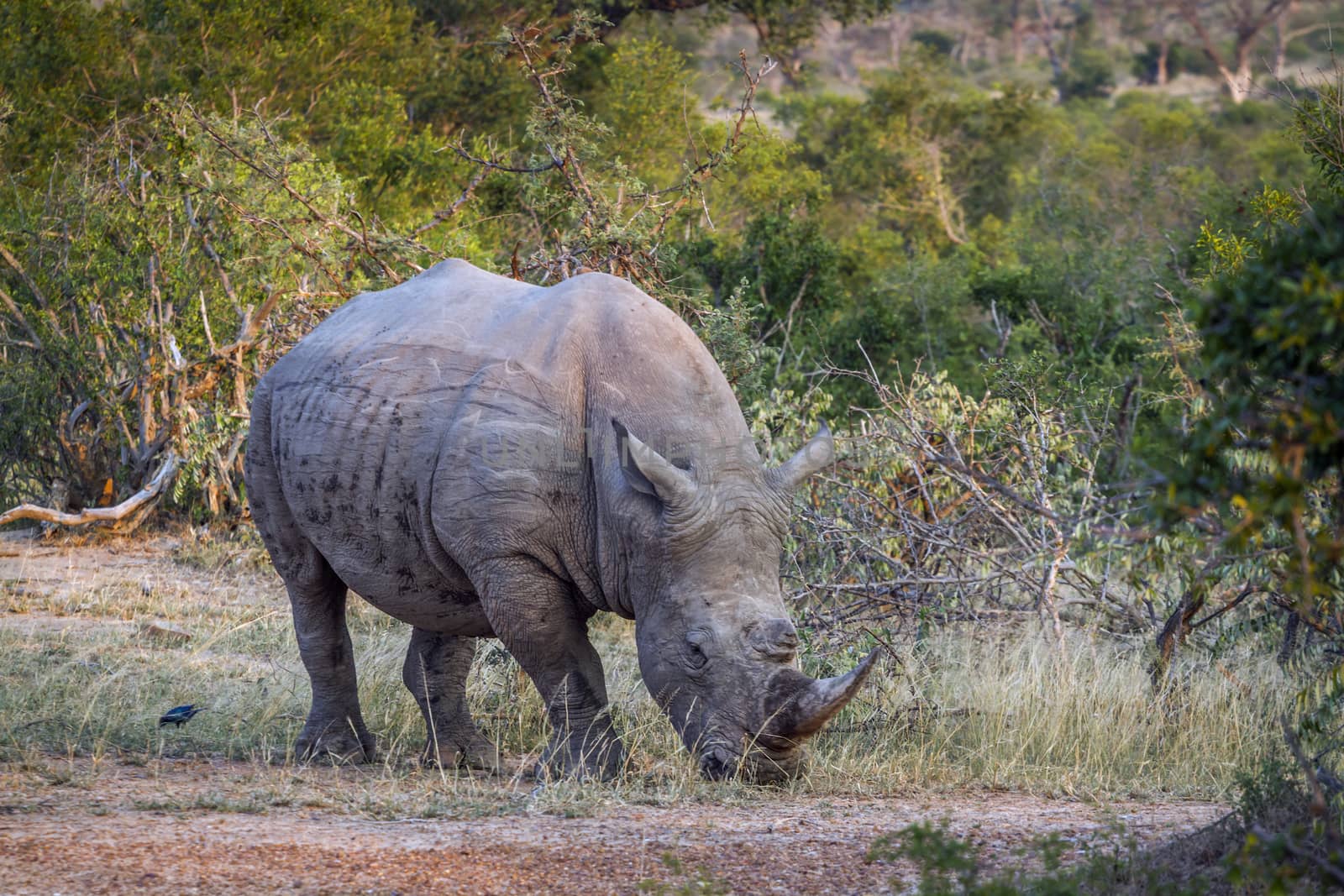 Southern white rhinoceros in Kruger National park, South Africa by PACOCOMO