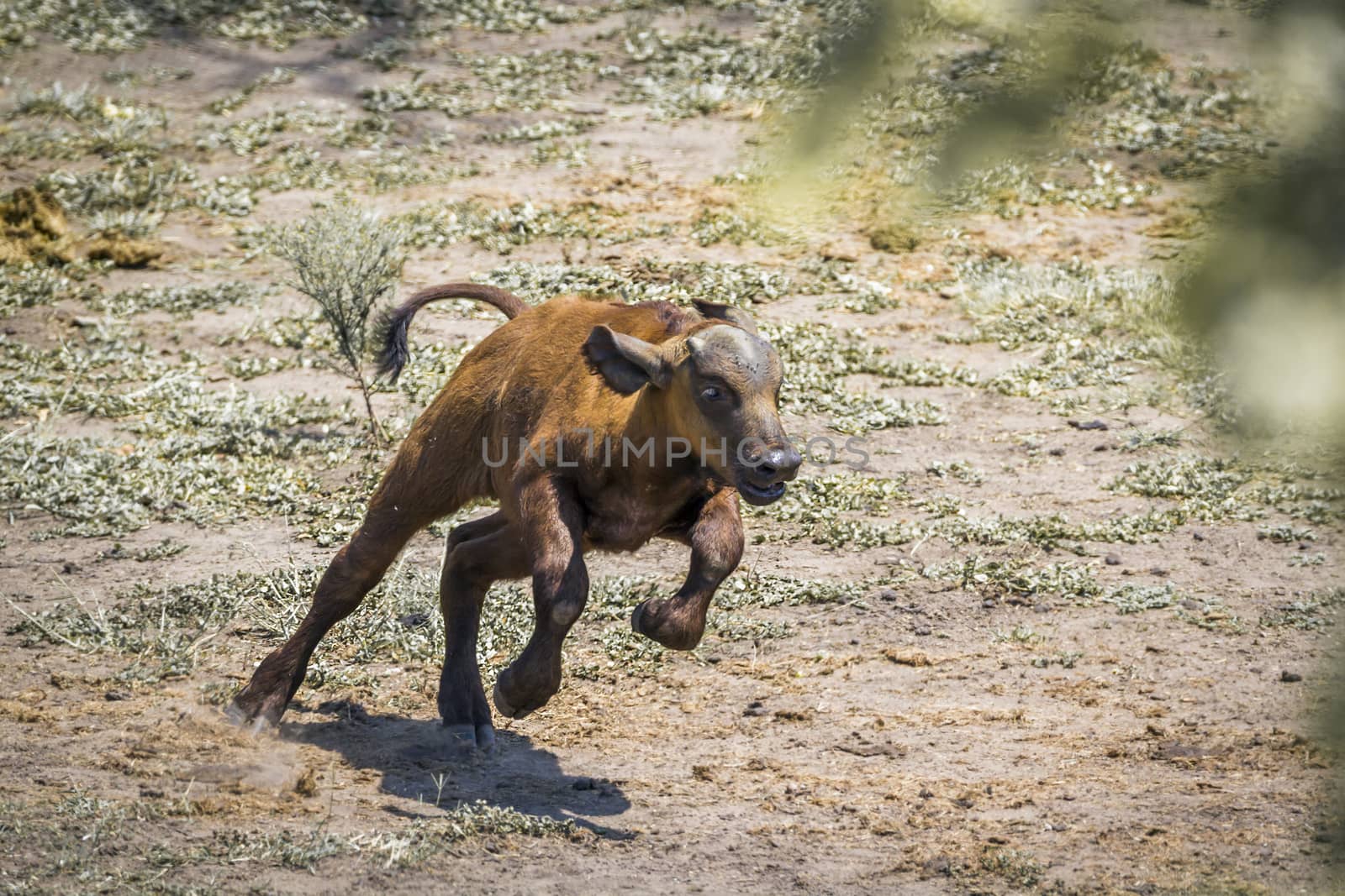 African buffalo calf running in Kruger National park, South Africa ; Specie Syncerus caffer family of Bovidae