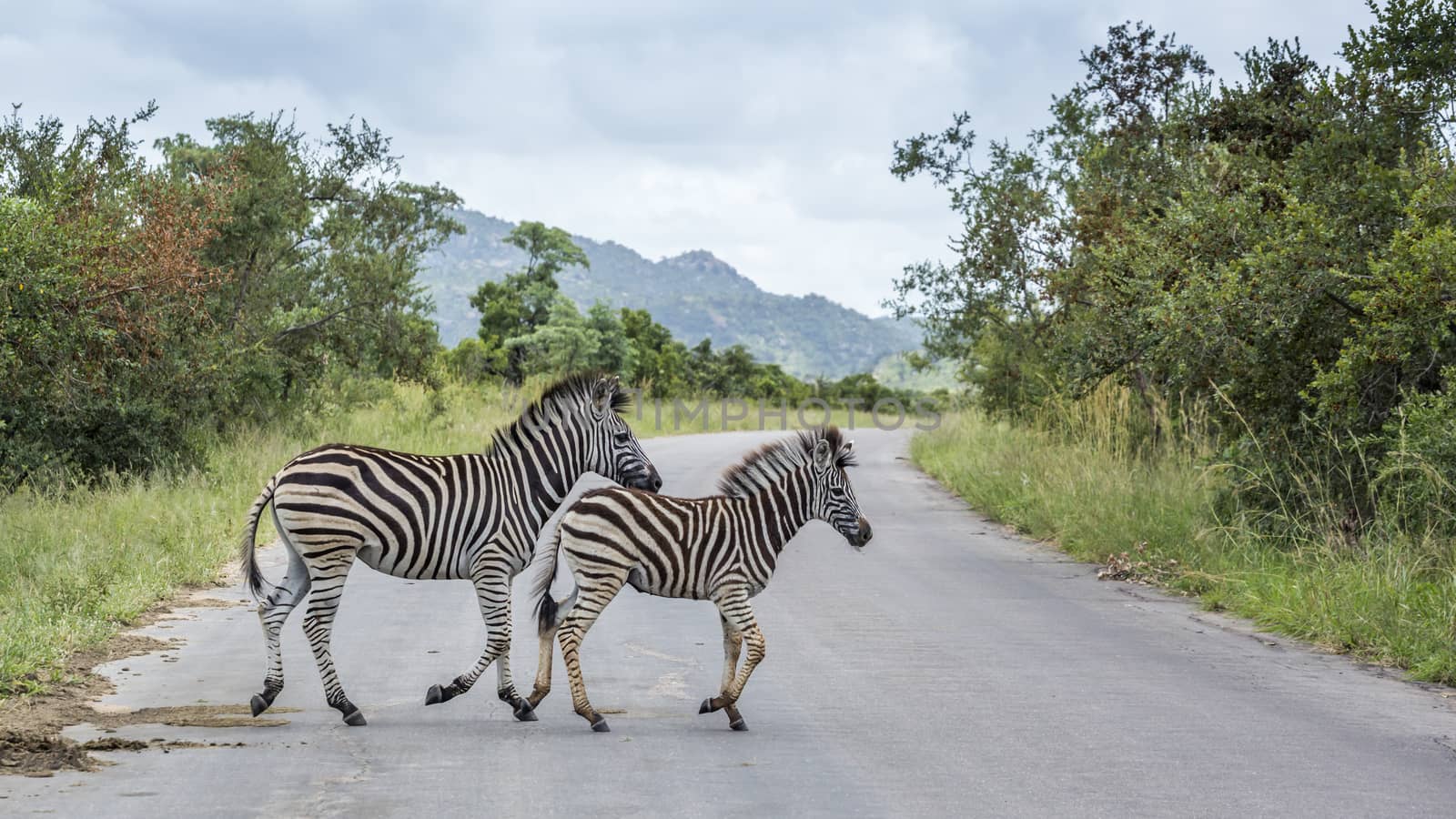 Two Plains zebra crossing road in Kruger National park, South Africa ; Specie Equus quagga burchellii family of Equidae