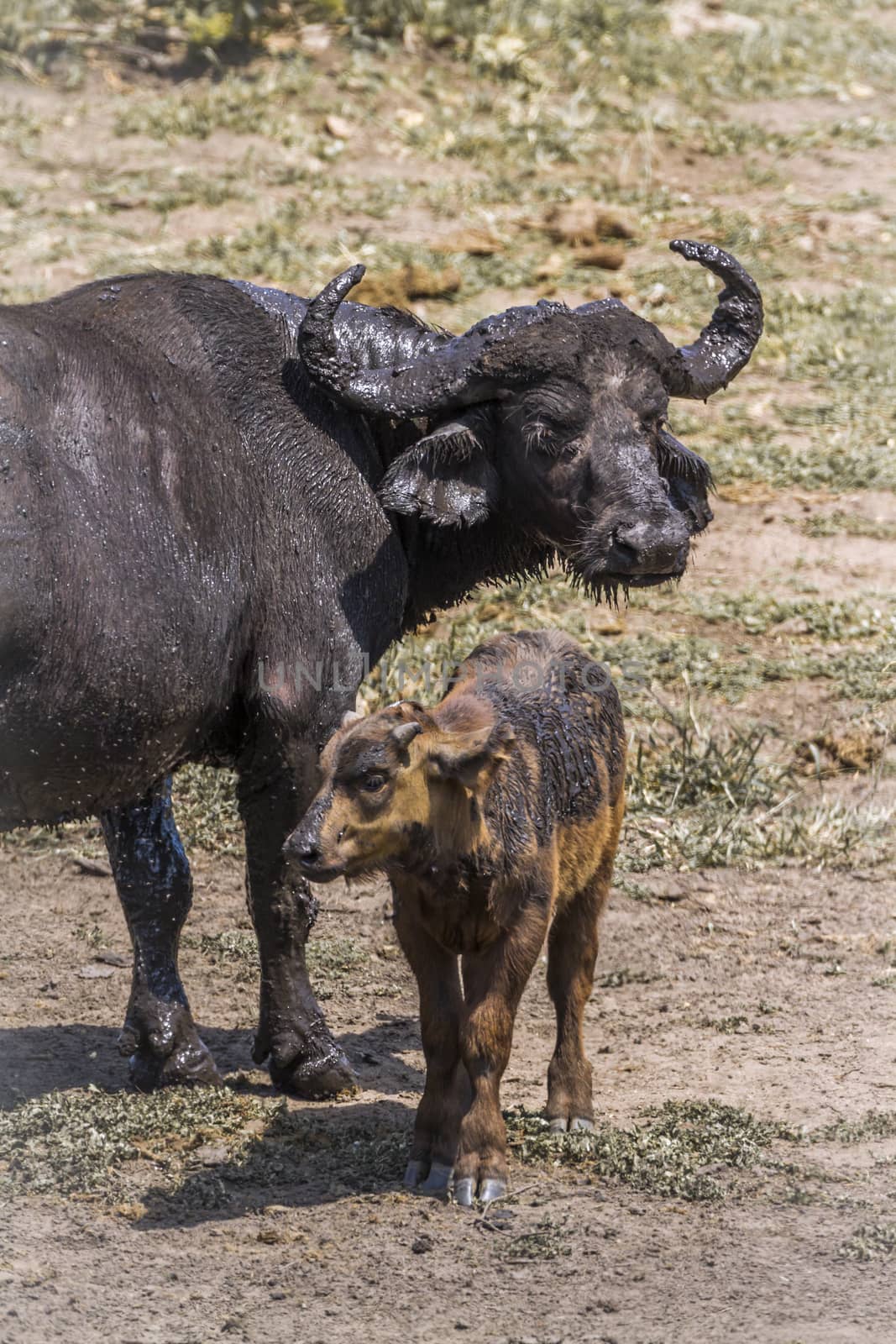 African buffalo in Kruger National park, South Africa by PACOCOMO