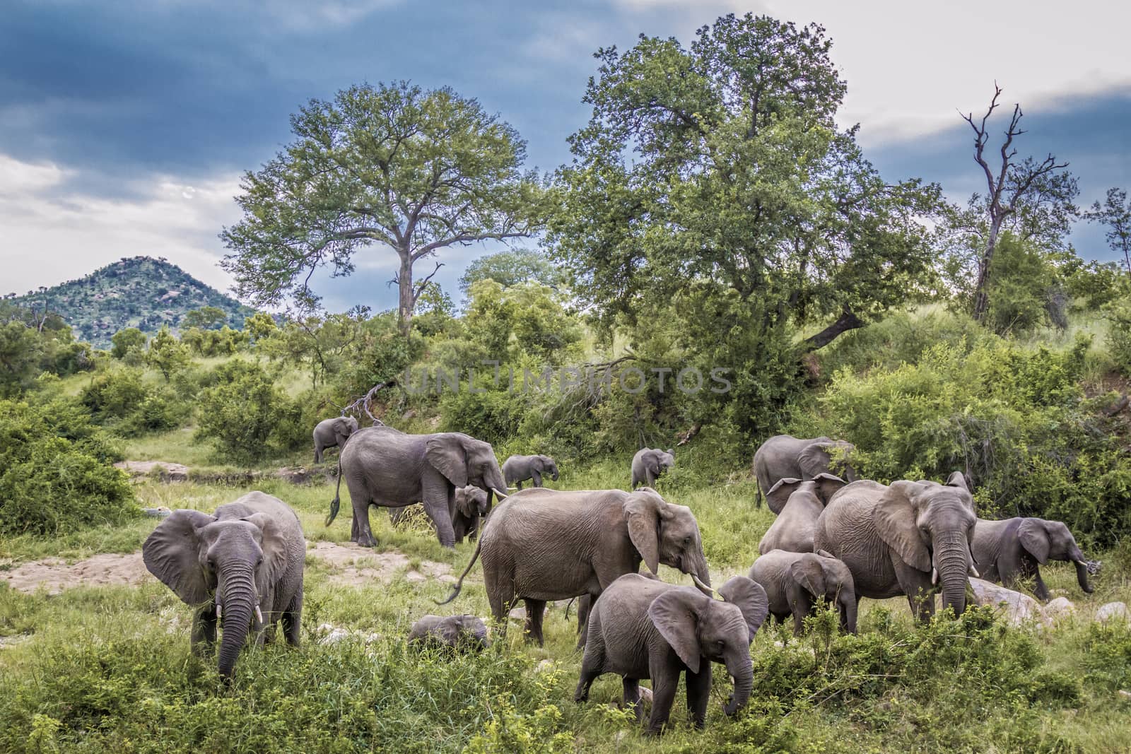 African bush elephant herd in green savannah in Kruger National park, South Africa ; Specie Loxodonta africana family of Elephantidae