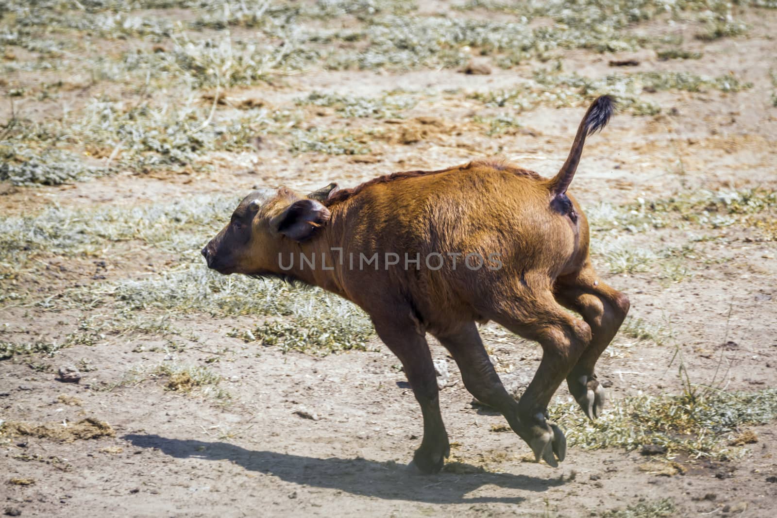 African buffalo calf running in Kruger National park, South Africa ; Specie Syncerus caffer family of Bovidae