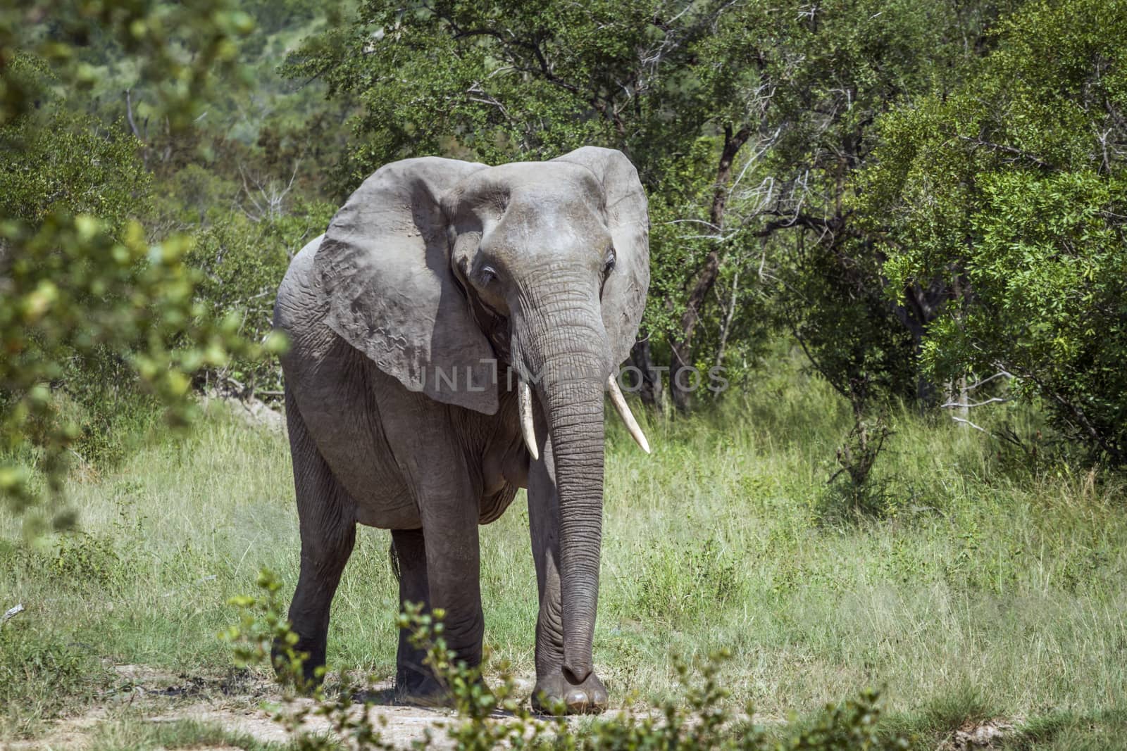 African bush elephant in Kruger National park, South Africa by PACOCOMO