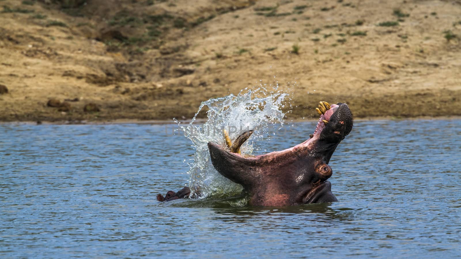 Hippopotamus splashing with open mouth in Kruger National park, South Africa ; Specie Hippopotamus amphibius family of Hippopotamidae