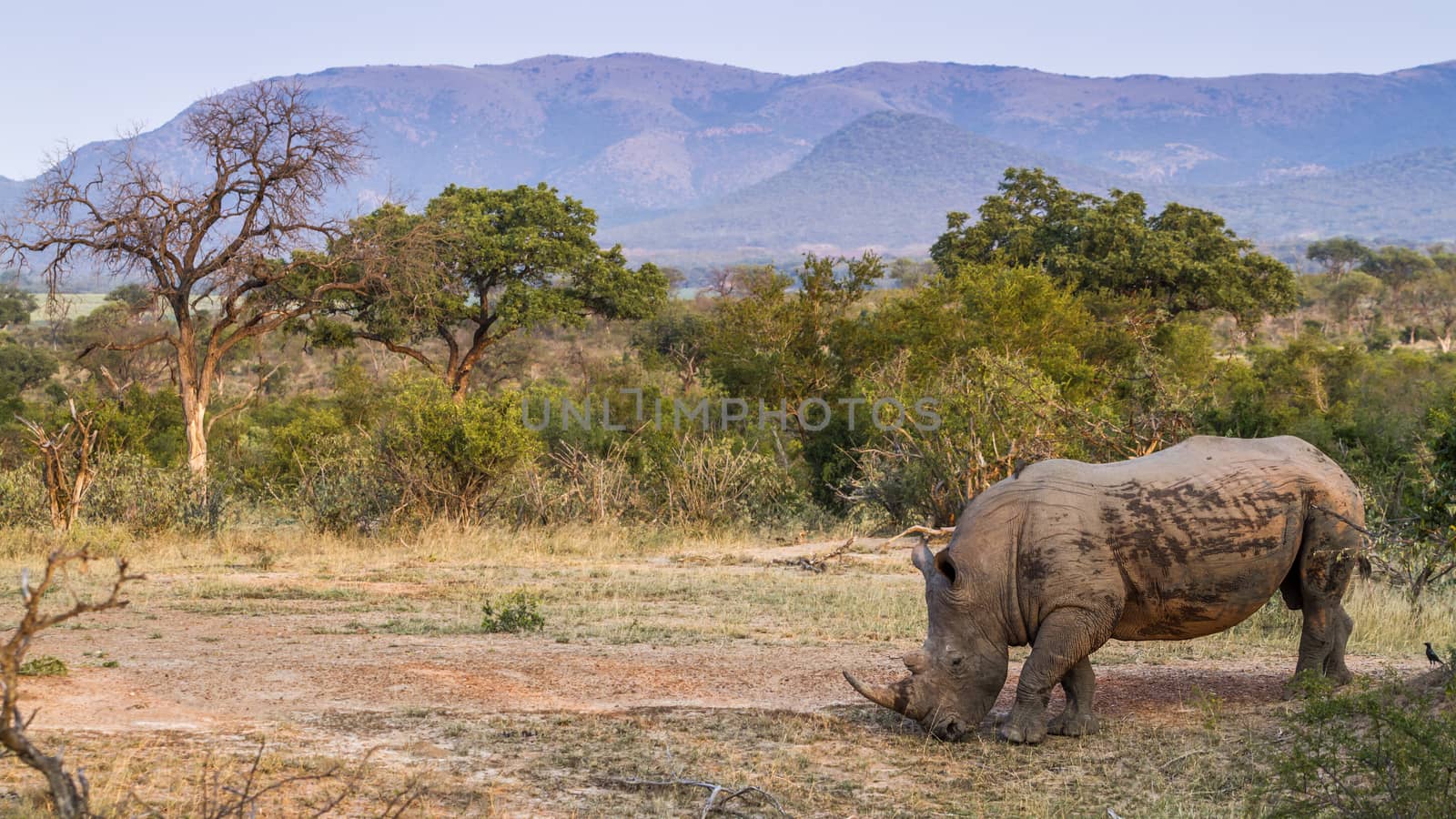 Southern white rhinoceros in Kruger National park, South Africa by PACOCOMO