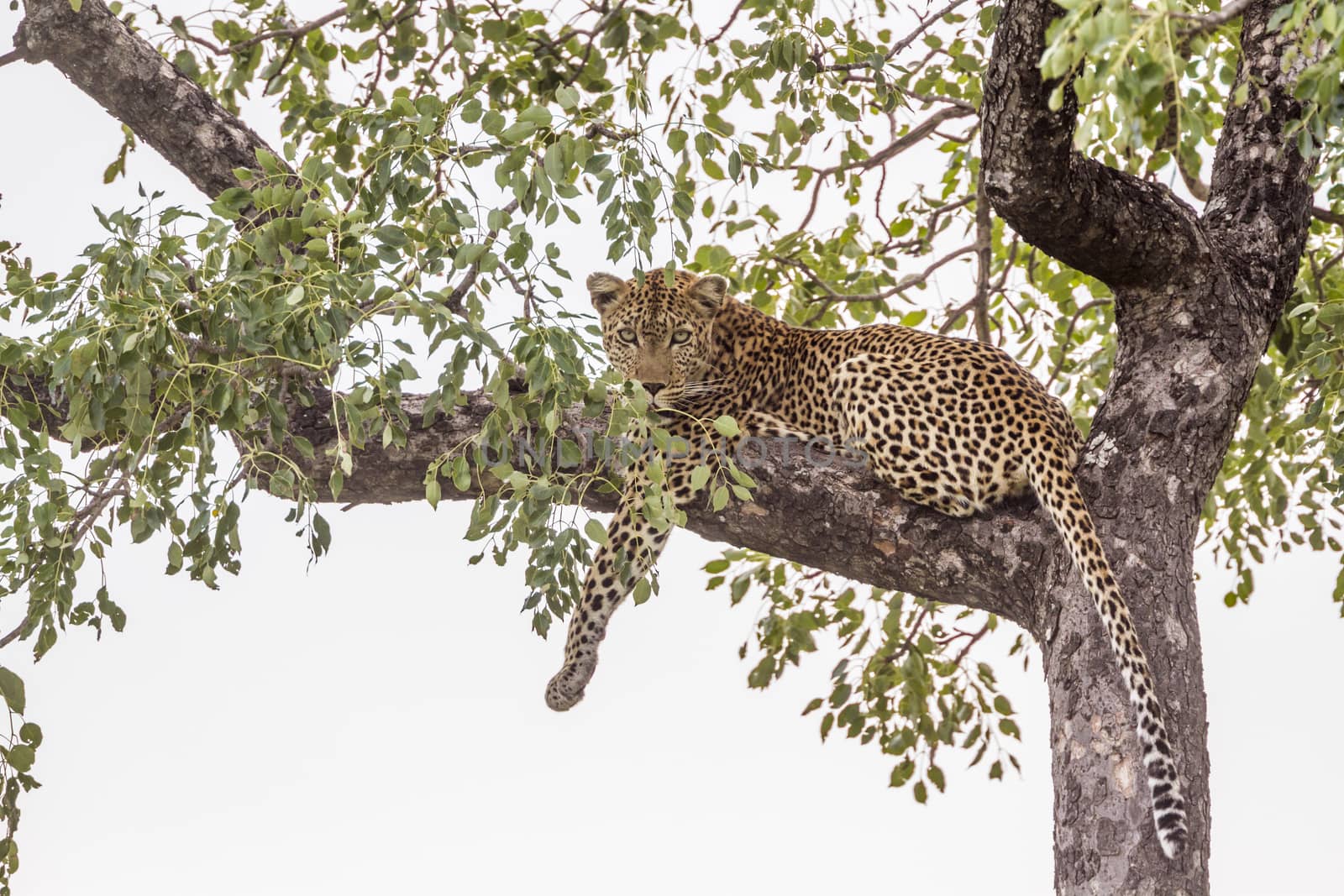 Leopard lying down in a tree in Kruger National park, South Africa ; Specie Panthera pardus family of Felidae