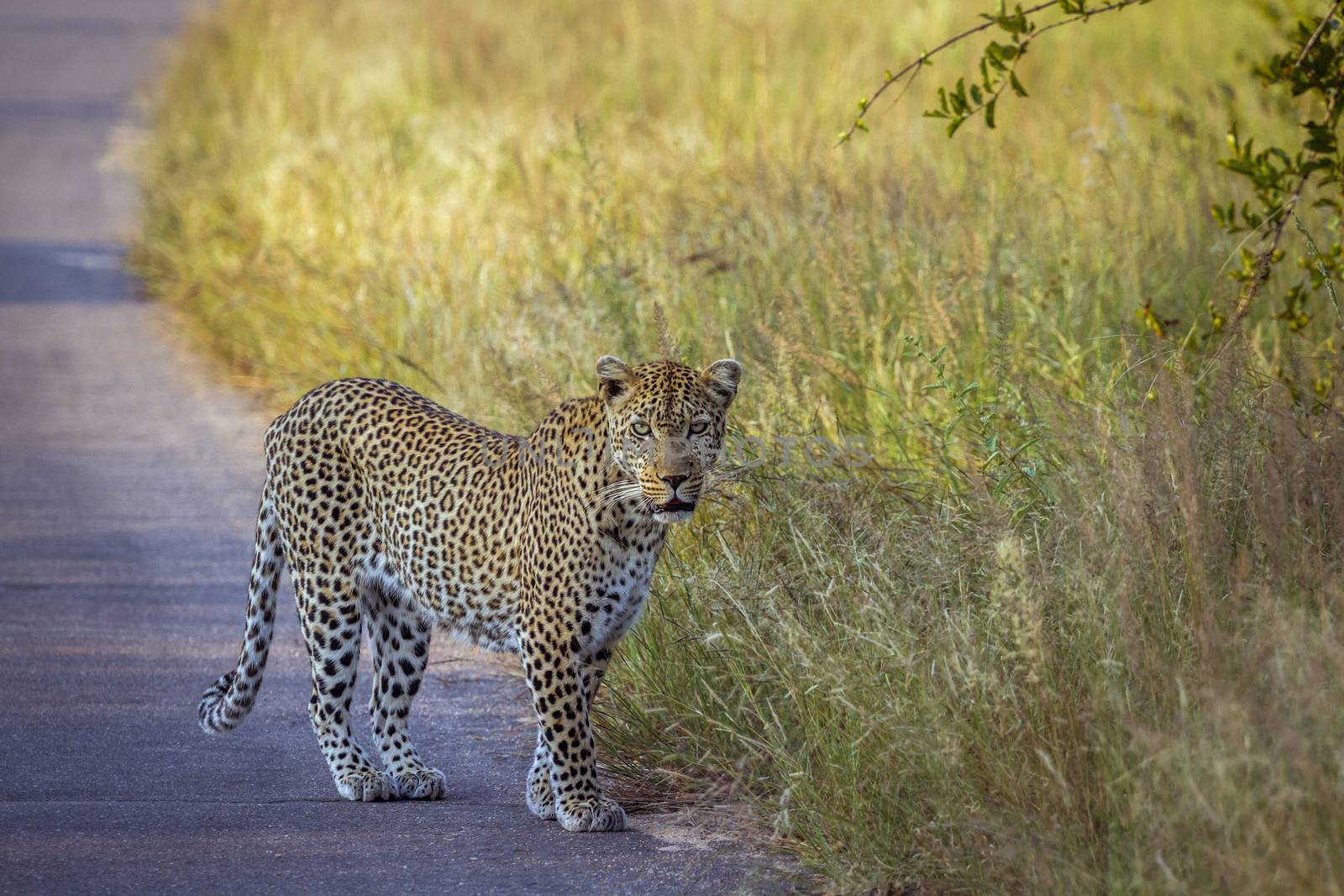 Leopard on safari road in Kruger National park, South Africa ; Specie Panthera pardus family of Felidae