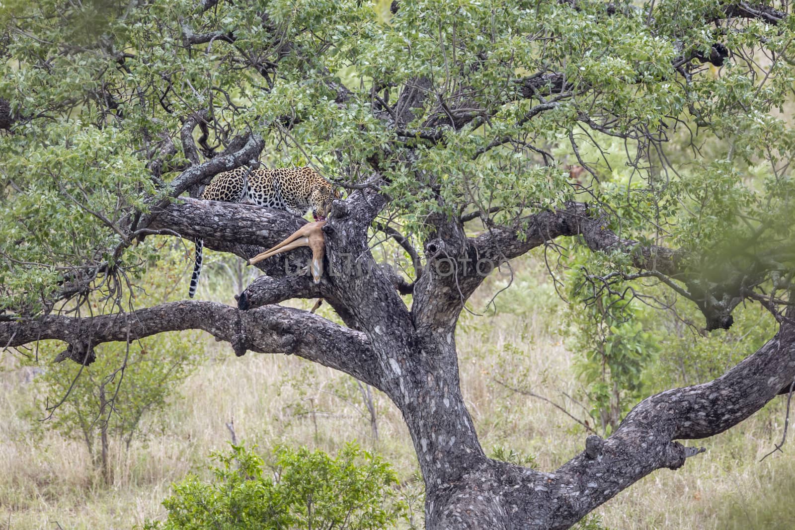 Leopard eating a prey in a tree in Kruger National park, South Africa ; Specie Panthera pardus family of Felidae