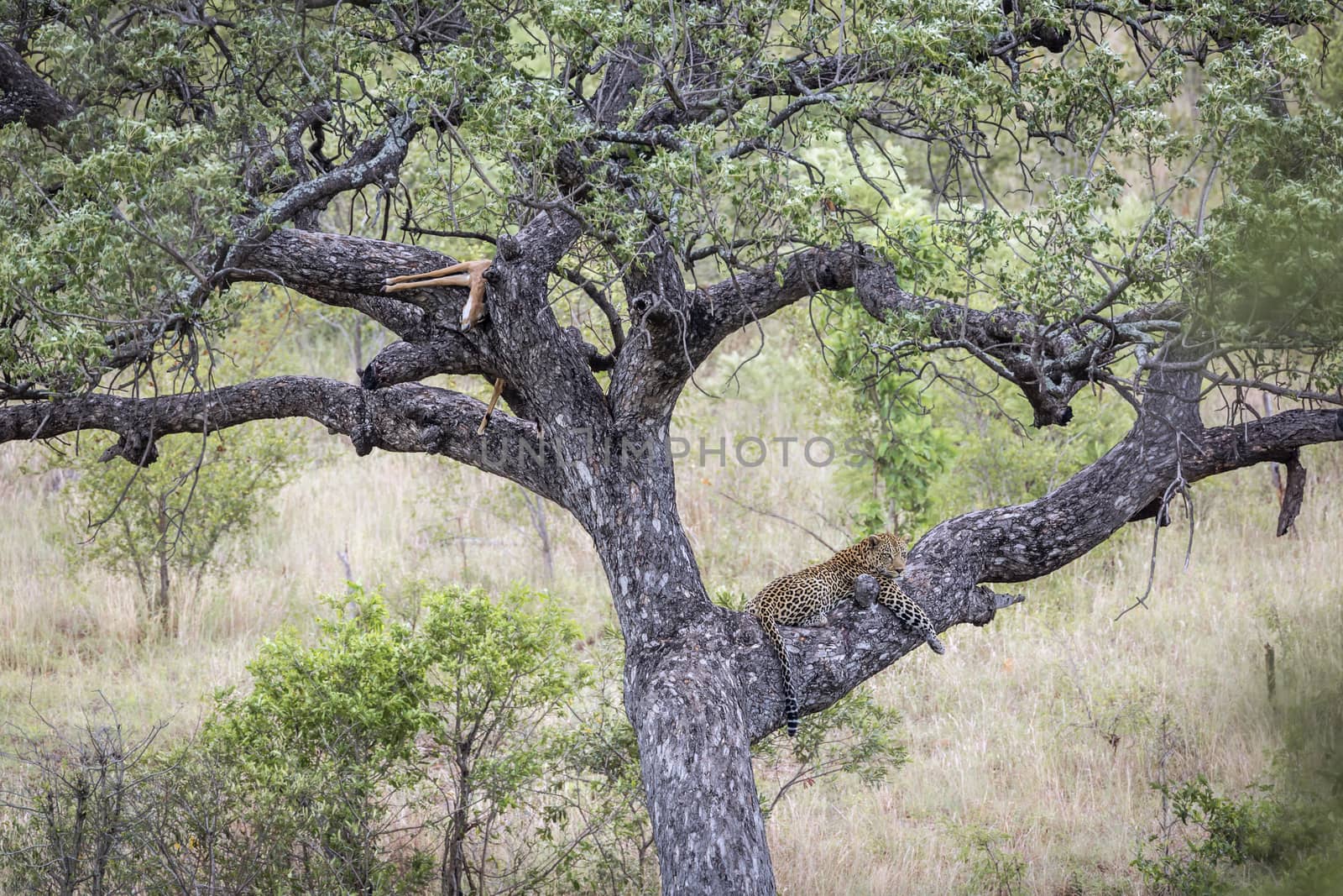 Leopard resting after eating prey in a tree in Kruger National park, South Africa ; Specie Panthera pardus family of Felidae