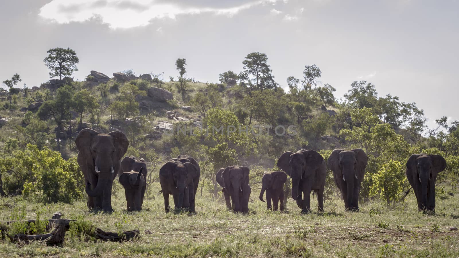 African bush elephant herd walking in front view in Kruger National park, South Africa ; Specie Loxodonta africana family of Elephantidae