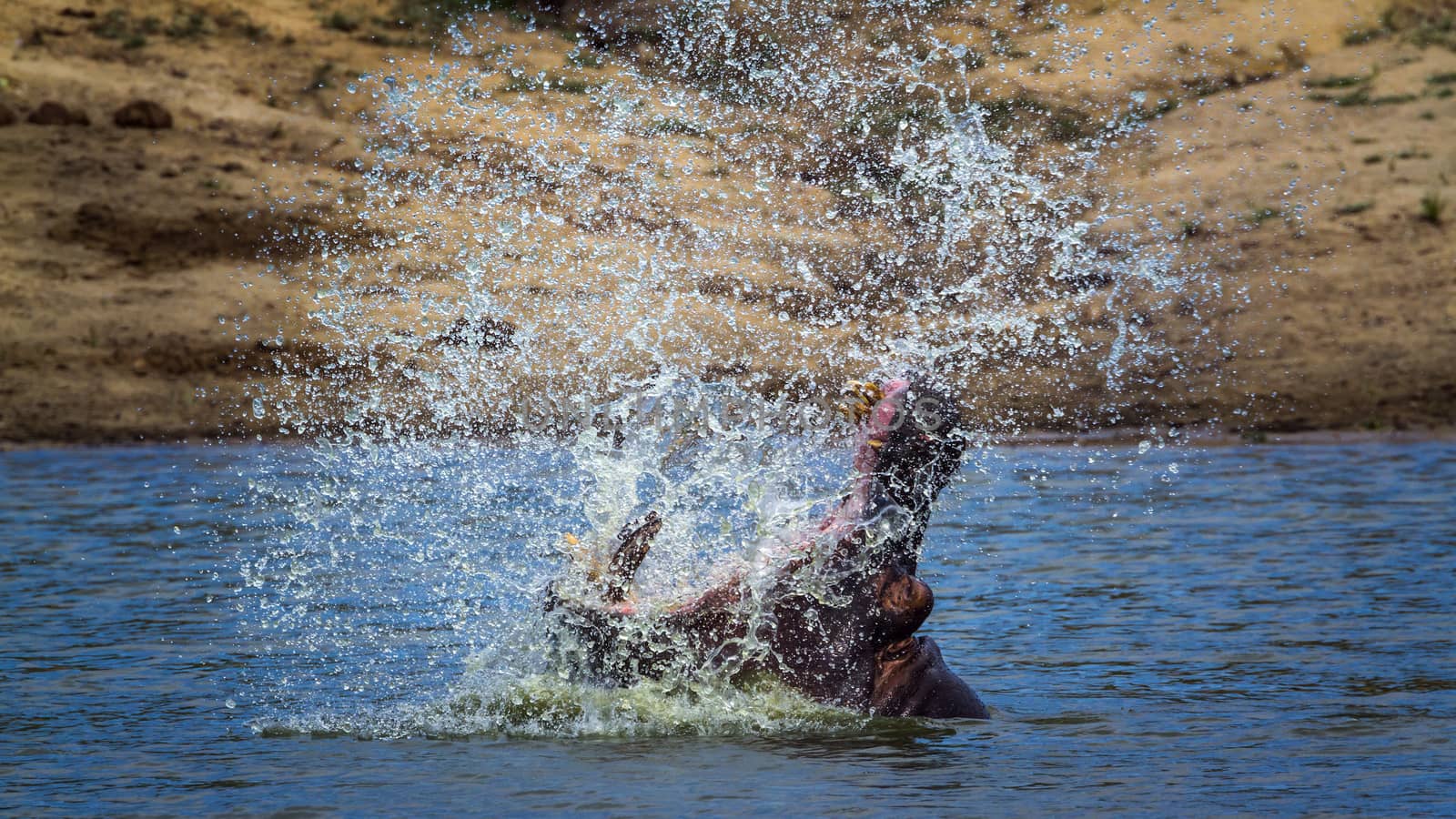 Hippopotamus splashing with open mouth in Kruger National park, South Africa ; Specie Hippopotamus amphibius family of Hippopotamidae