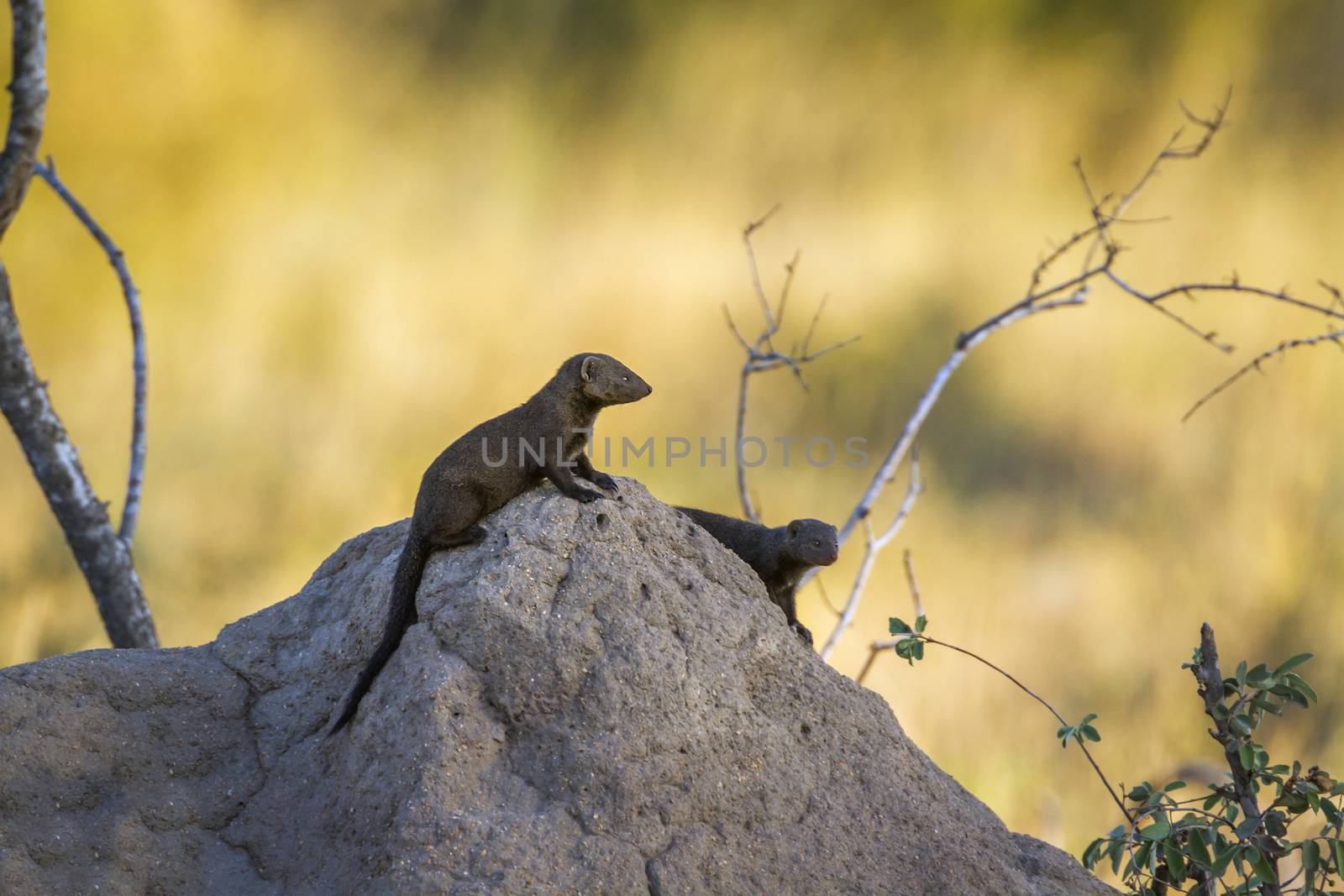 Common dwarf mongoose in Kruger National park, South Africa by PACOCOMO