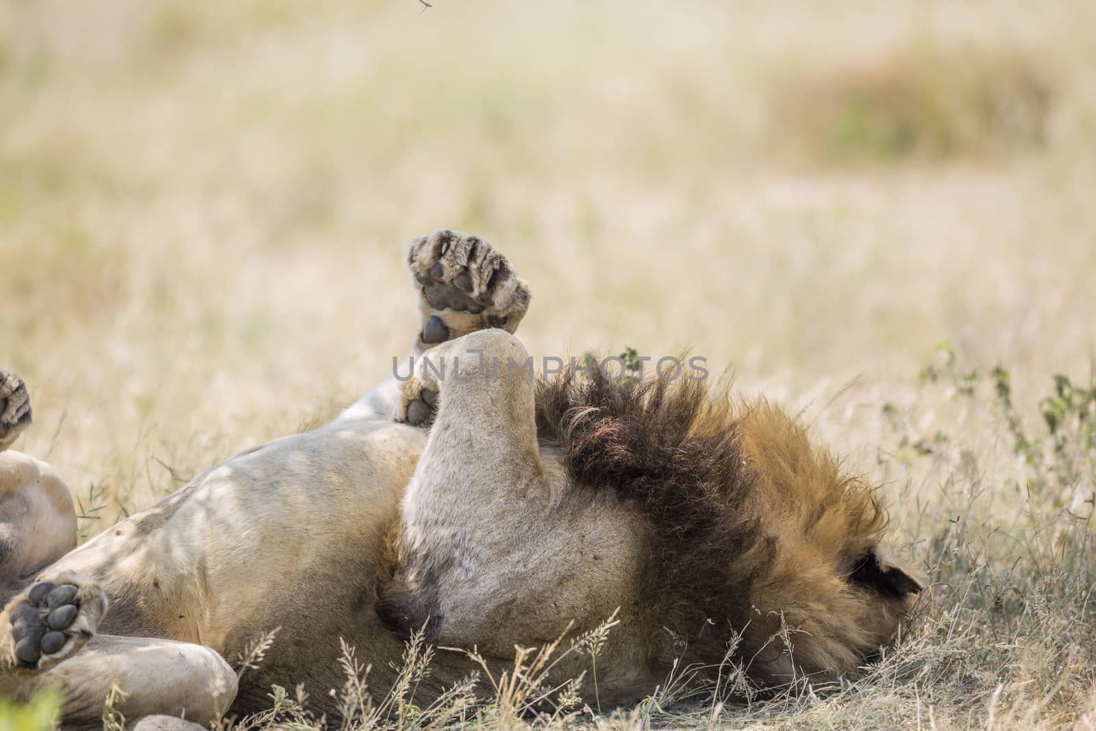 African lion lying down under shadow in Kruger National park, South Africa ; Specie Panthera leo family of Felidae