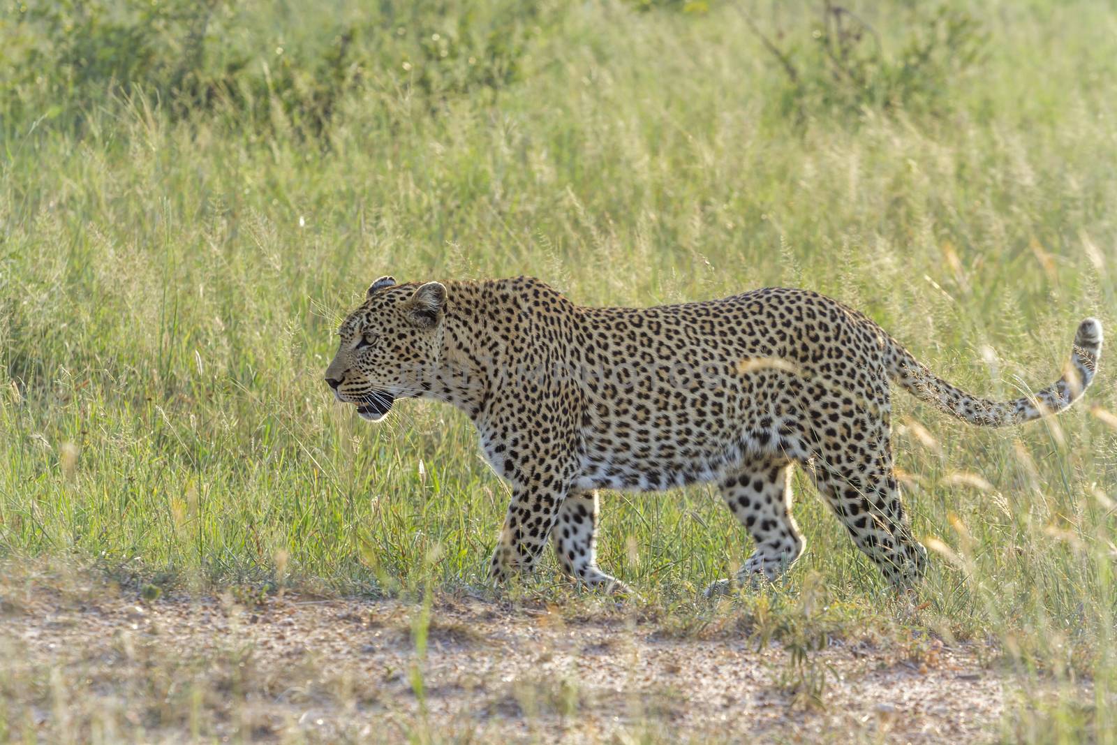 Leopard walking in green savannah in Kruger National park, South Africa ; Specie Panthera pardus family of Felidae
