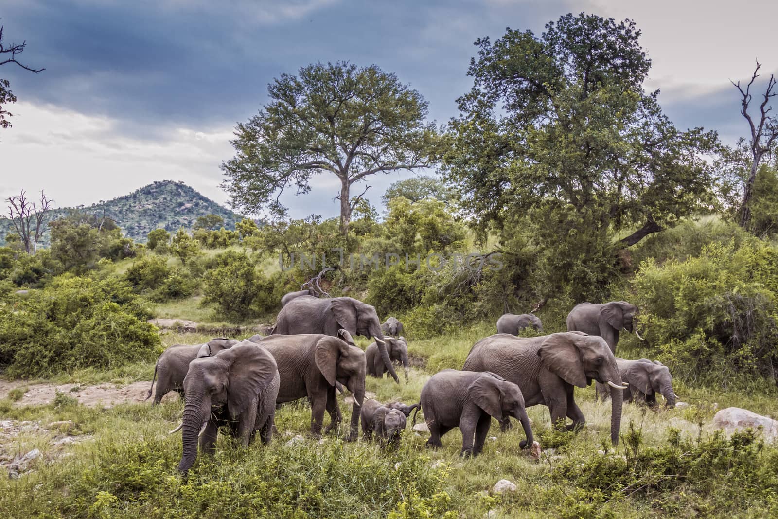 African bush elephant herd in green savannah in Kruger National park, South Africa ; Specie Loxodonta africana family of Elephantidae