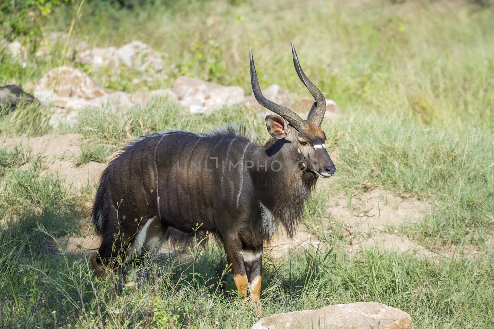 Nyala horned male in Kruger National park, South Africa ; Specie Tragelaphus angasii family of Bovidae