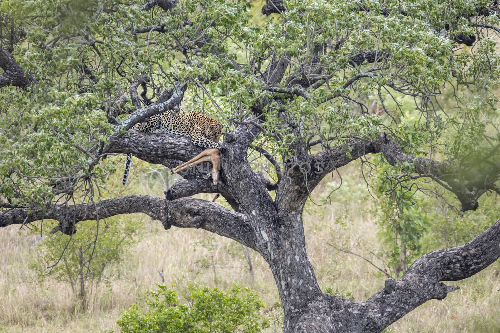 Leopard eating a prey in a tree in Kruger National park, South Africa ; Specie Panthera pardus family of Felidae