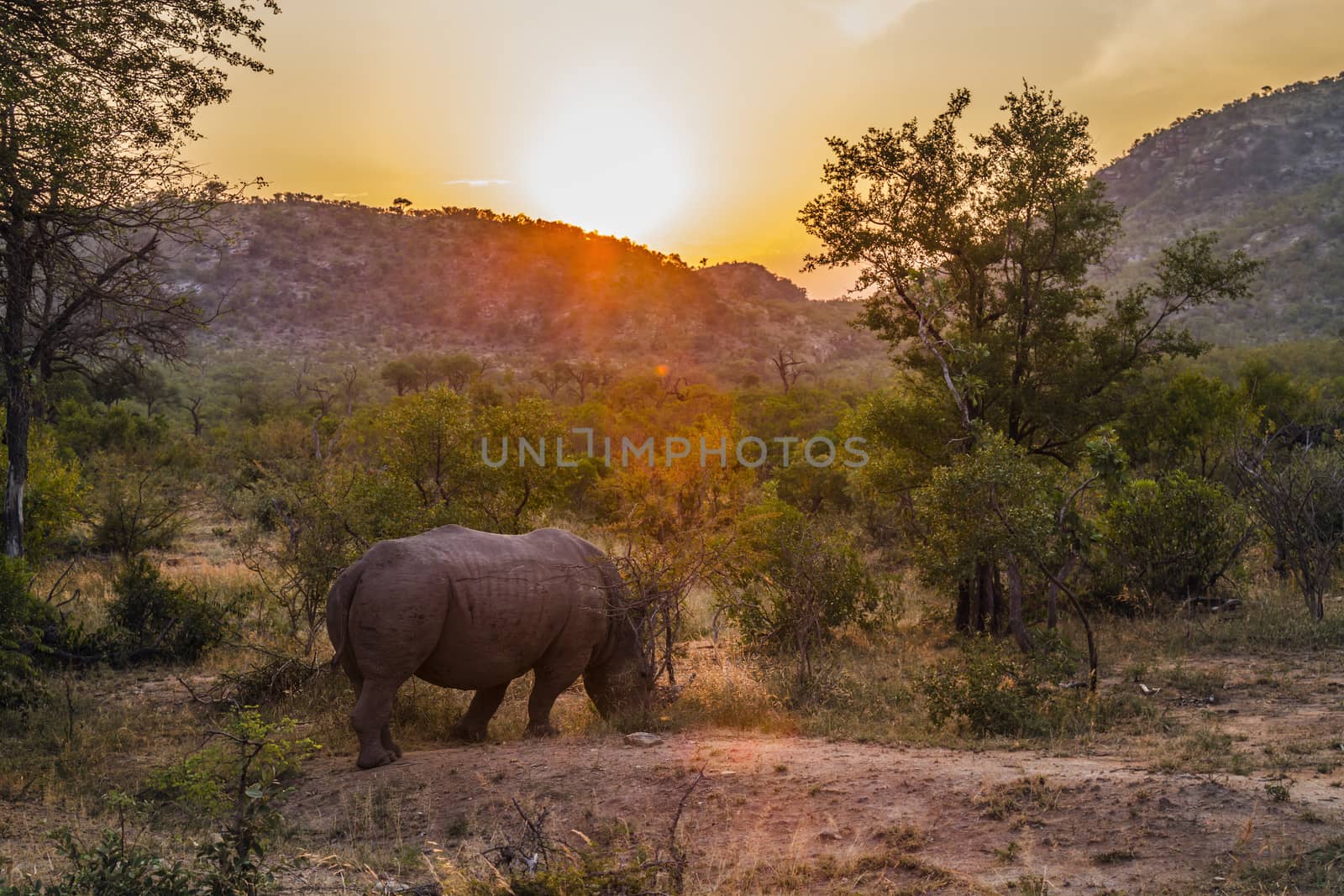 Southern white rhinoceros grazing in sunset in Kruger National park, South Africa ; Specie Ceratotherium simum simum family of Rhinocerotidae