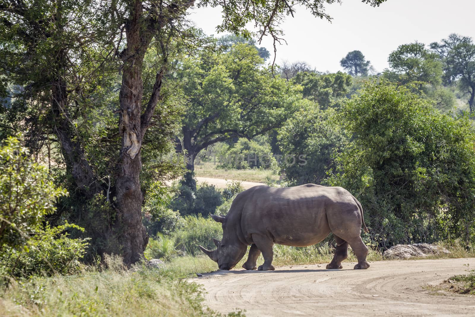 Southern white rhinoceros crossing gravel road in Kruger National park, South Africa ; Specie Ceratotherium simum simum family of Rhinocerotidae