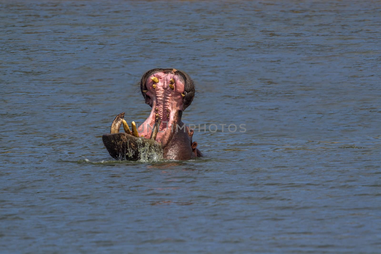 Hippopotamus yawning in water in Kruger National park, South Africa ; Specie Hippopotamus amphibius family of Hippopotamidae