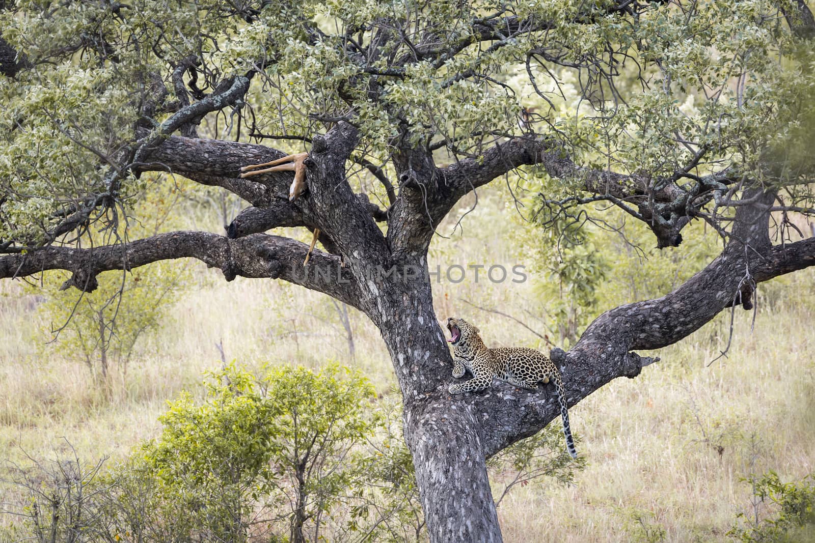 Leopard resting after eating prey in a tree in Kruger National park, South Africa ; Specie Panthera pardus family of Felidae