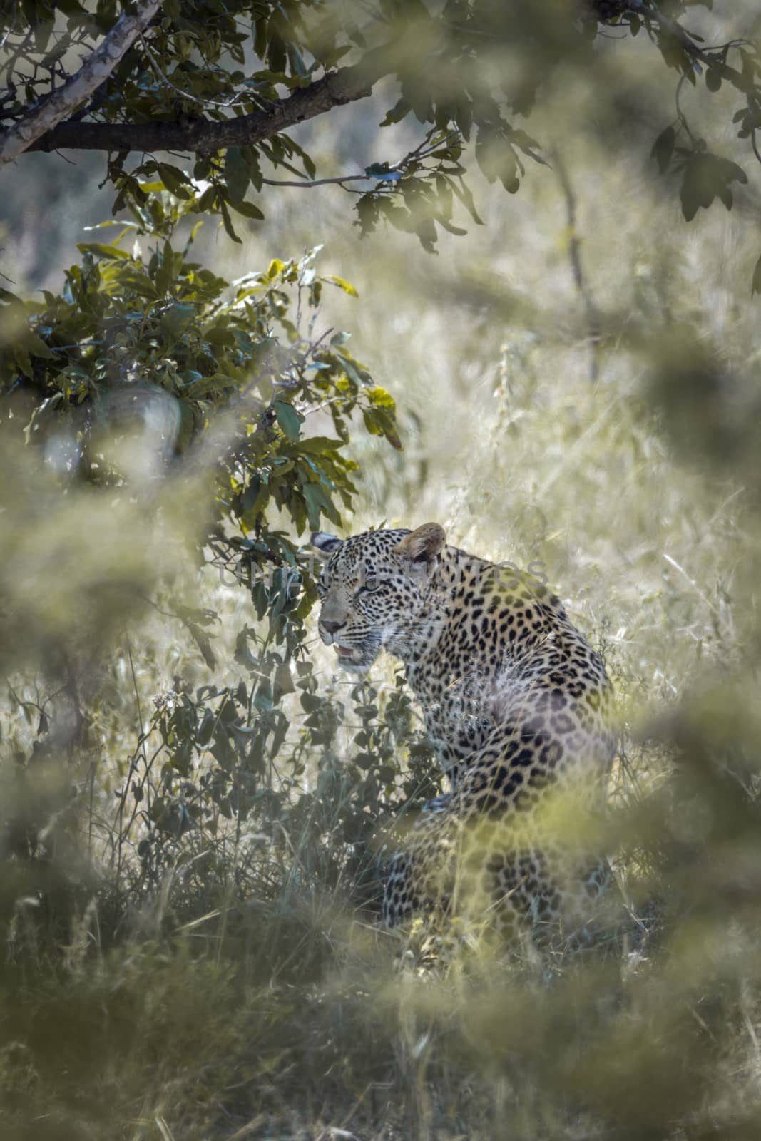 Leopard hiding in green savannah in Kruger National park, South Africa ; Specie Panthera pardus family of Felidae