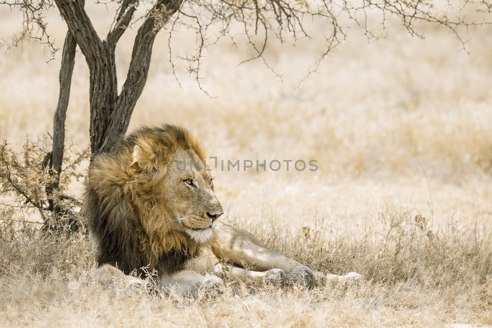 African lion resting under shadow in Kruger National park, South Africa ; Specie Panthera leo family of Felidae