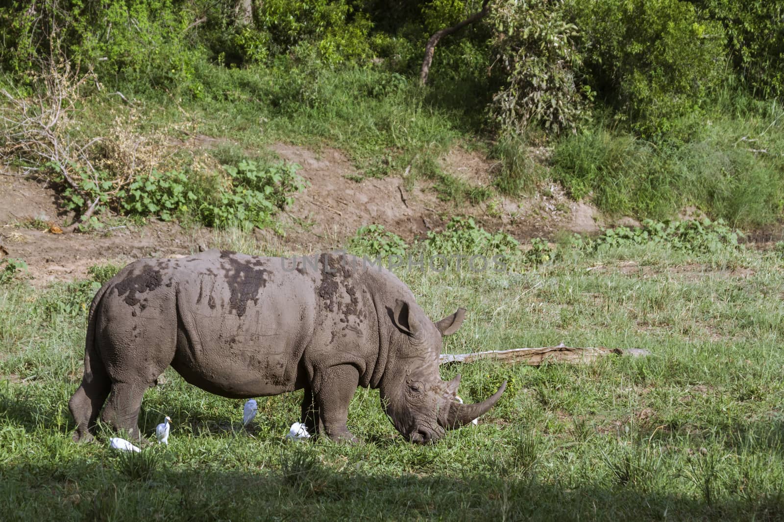 Southern white rhinoceros grazing with cattle egret in Kruger National park, South Africa ; Specie Ceratotherium simum simum family of Rhinocerotidae
