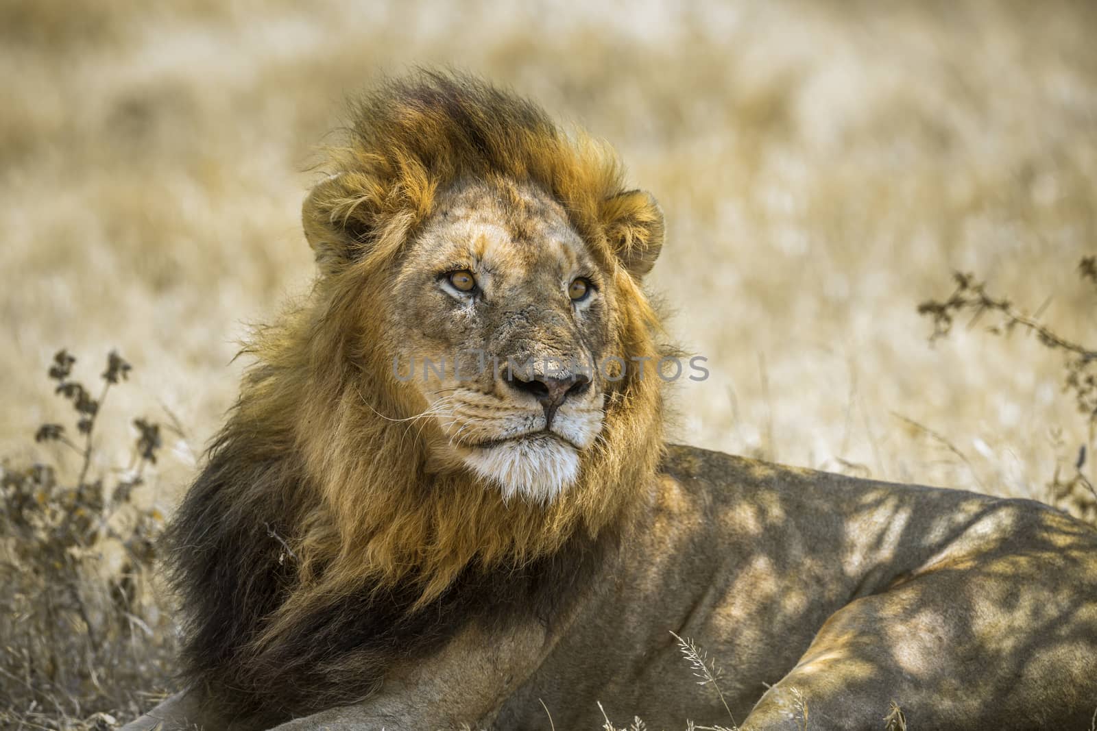 African lion male portrait in Kruger National park, South Africa ; Specie Panthera leo family of Felidae