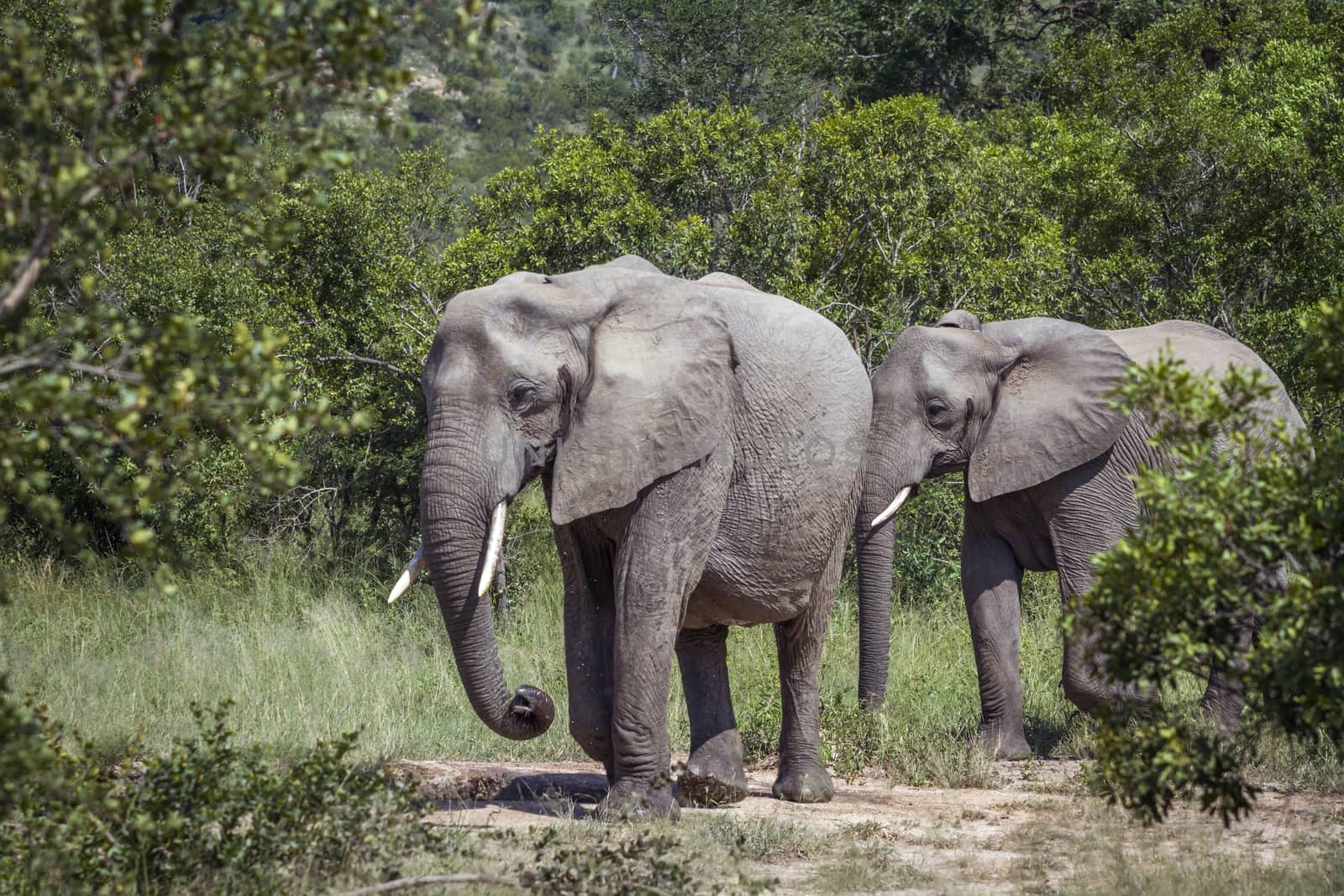 African bush elephant in Kruger National park, South Africa by PACOCOMO