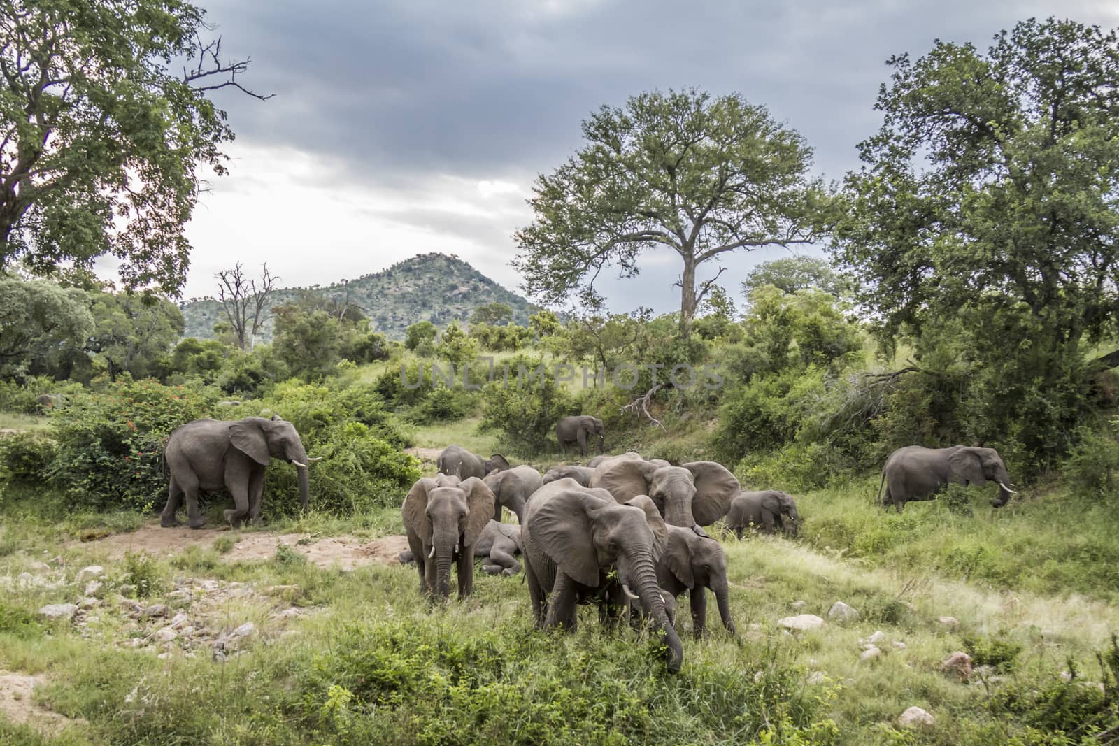 African bush elephant in Kruger National park, South Africa by PACOCOMO