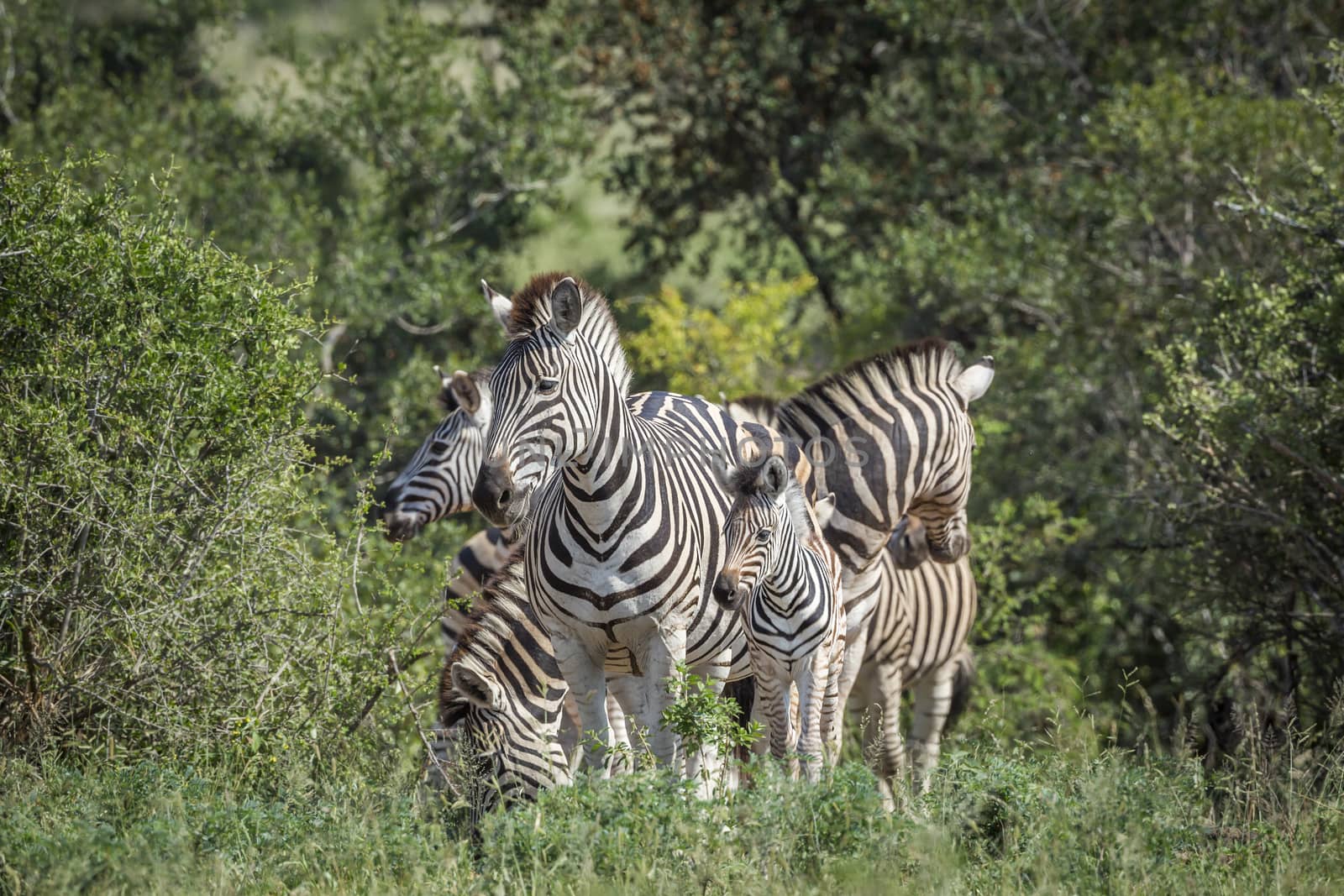 Plains zebra famlly in green savannah in Kruger National park, South Africa ; Specie Equus quagga burchellii family of Equidae