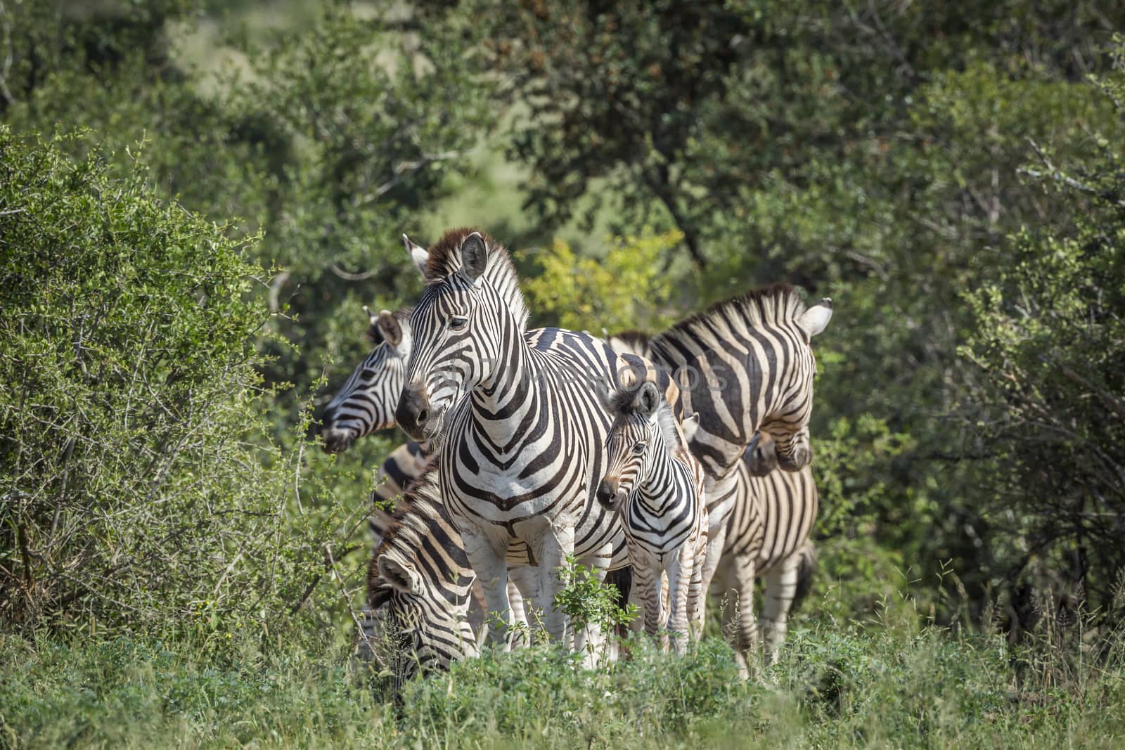 Plains zebra in Kruger National park, South Africa by PACOCOMO