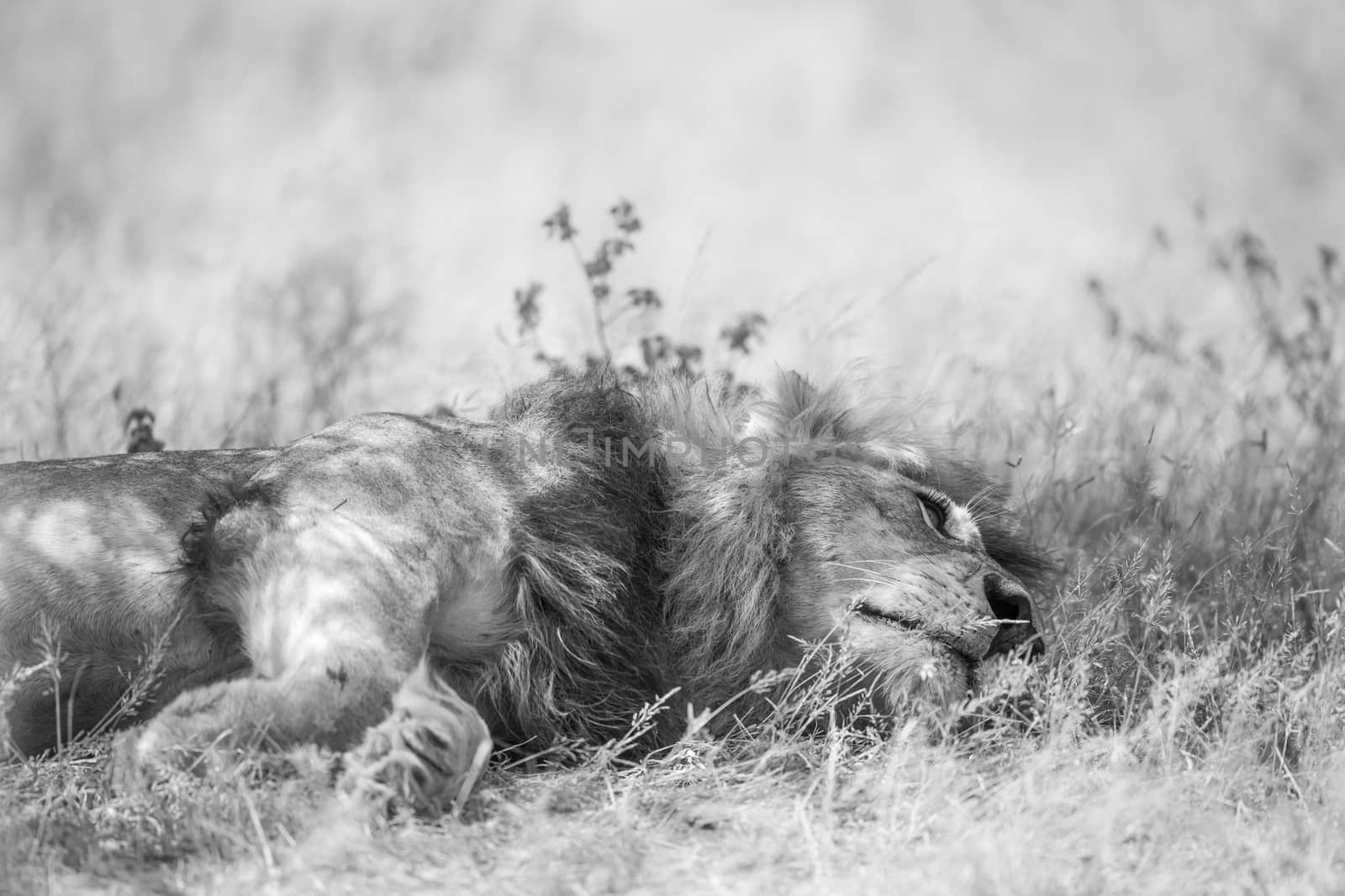 African lion lying down under shadow in Kruger National park, South Africa ; Specie Panthera leo family of Felidae