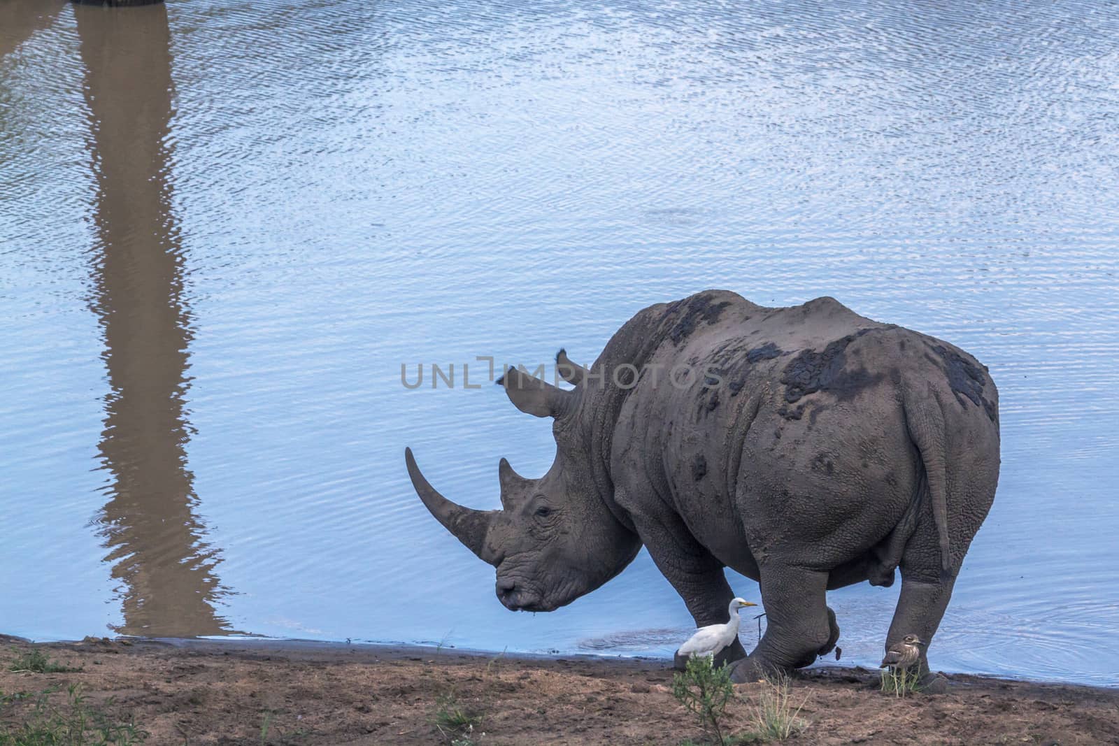 Southern white rhinoceros walking on lake side in Kruger National park, South Africa ; Specie Ceratotherium simum simum family of Rhinocerotidae