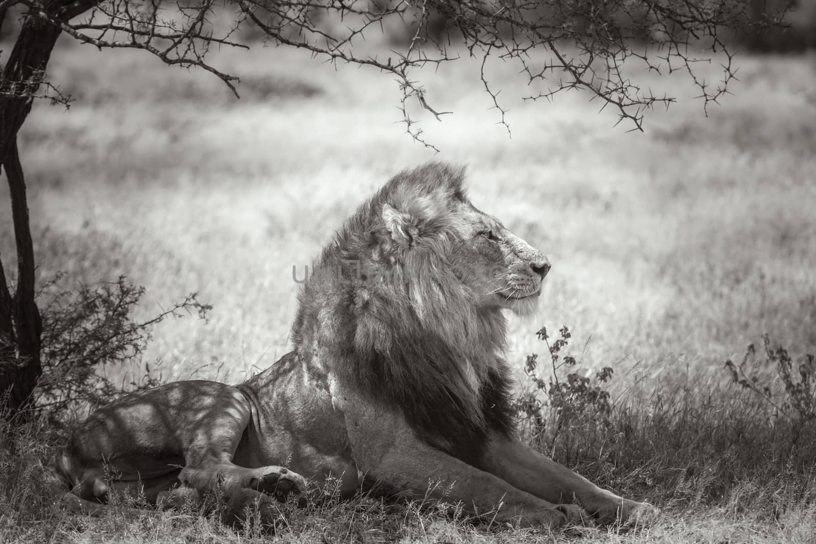 African lion lying down under shadow in Kruger National park, South Africa ; Specie Panthera leo family of Felidae