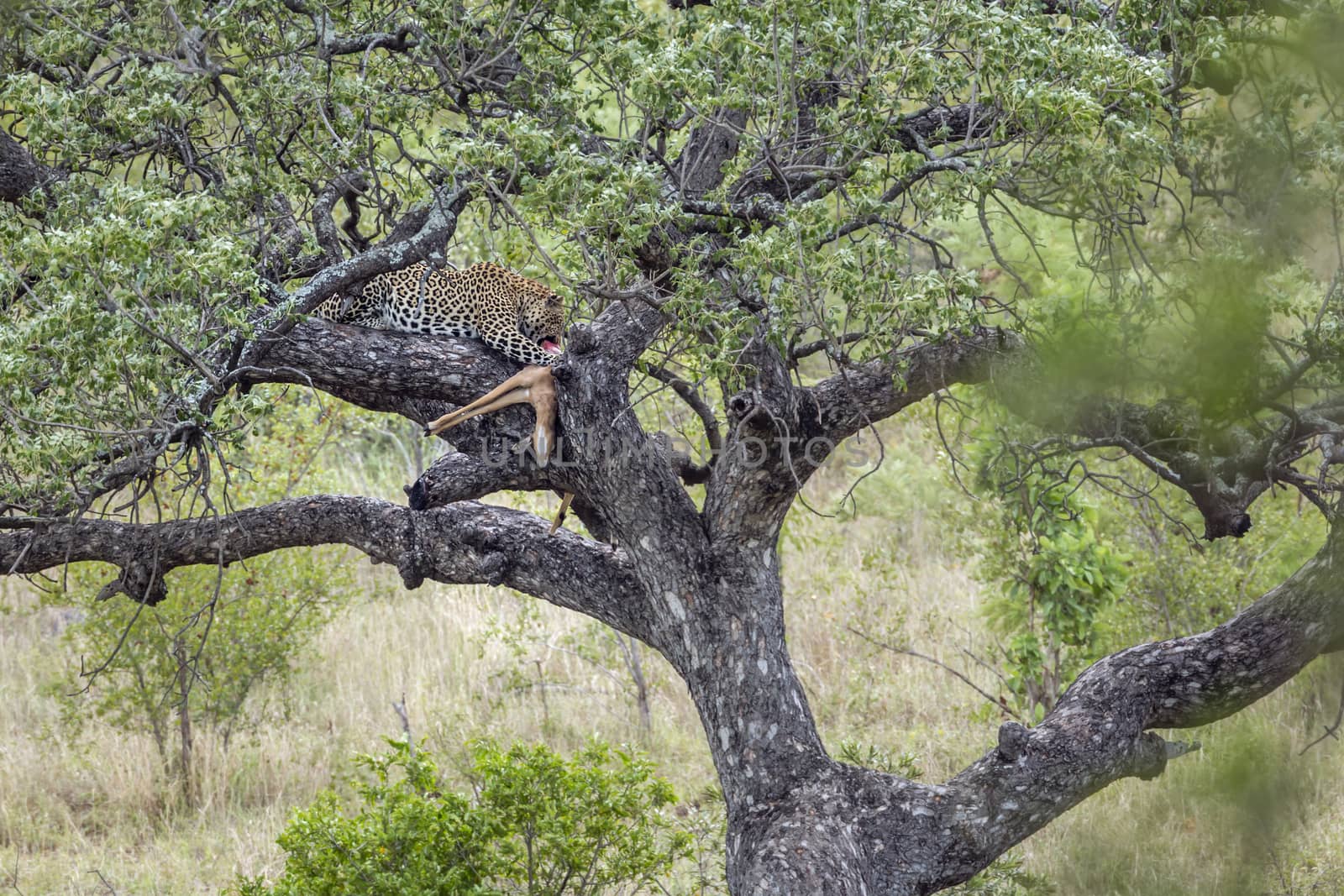 Leopard eating a prey in a tree in Kruger National park, South Africa ; Specie Panthera pardus family of Felidae