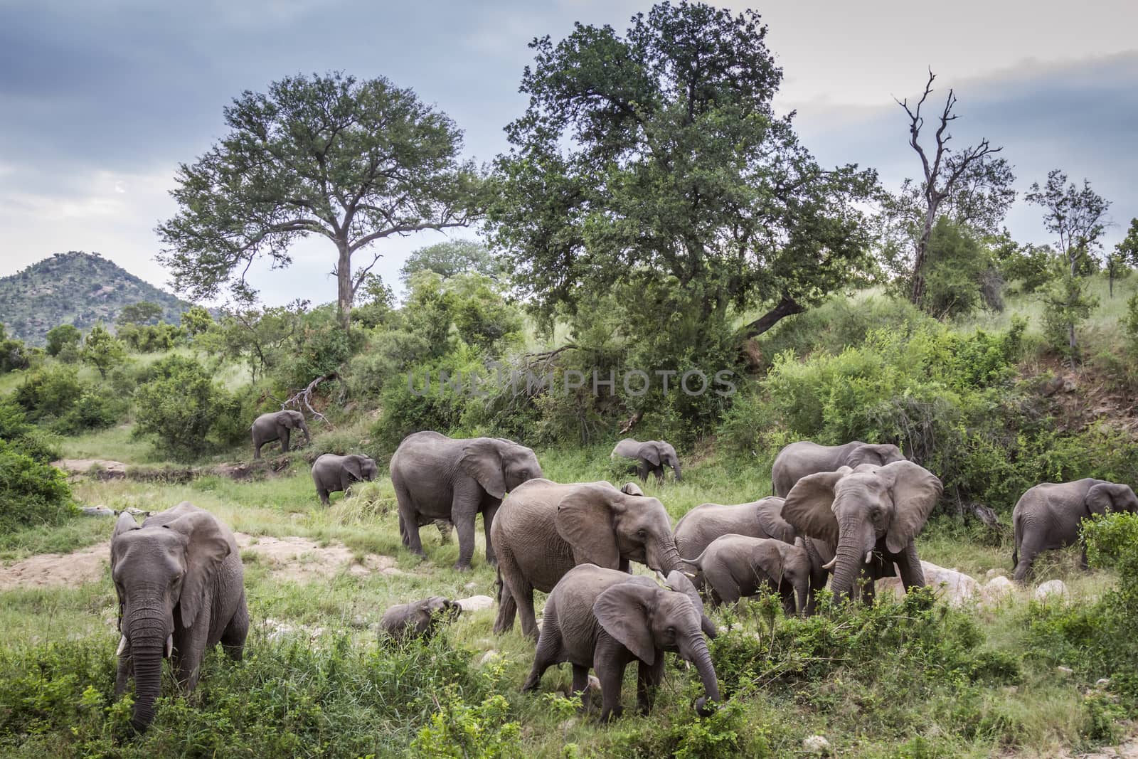 African bush elephant in Kruger National park, South Africa by PACOCOMO