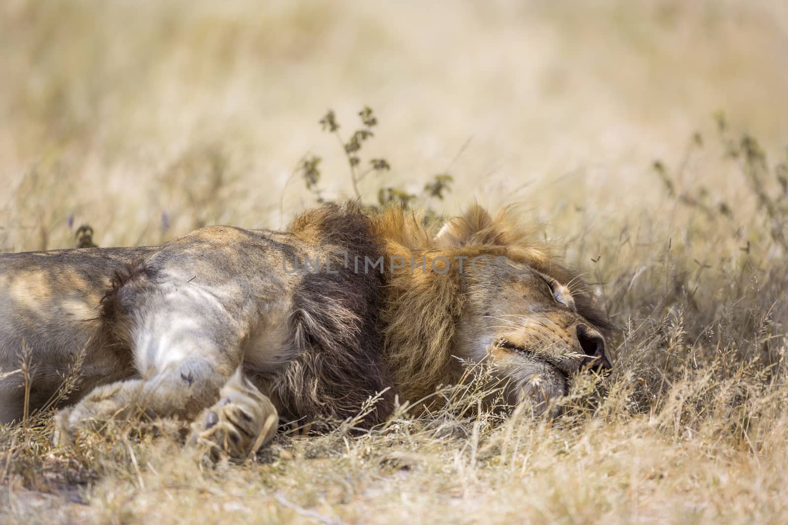 African lion lying down under shadow in Kruger National park, South Africa ; Specie Panthera leo family of Felidae