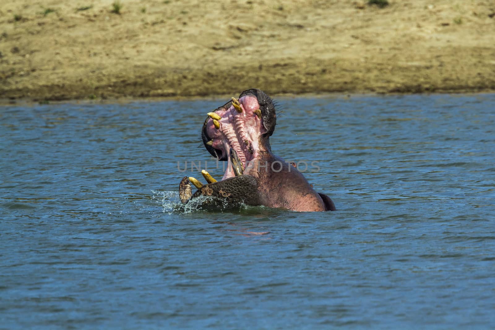 Hippopotamus yawning in water in Kruger National park, South Africa ; Specie Hippopotamus amphibius family of Hippopotamidae