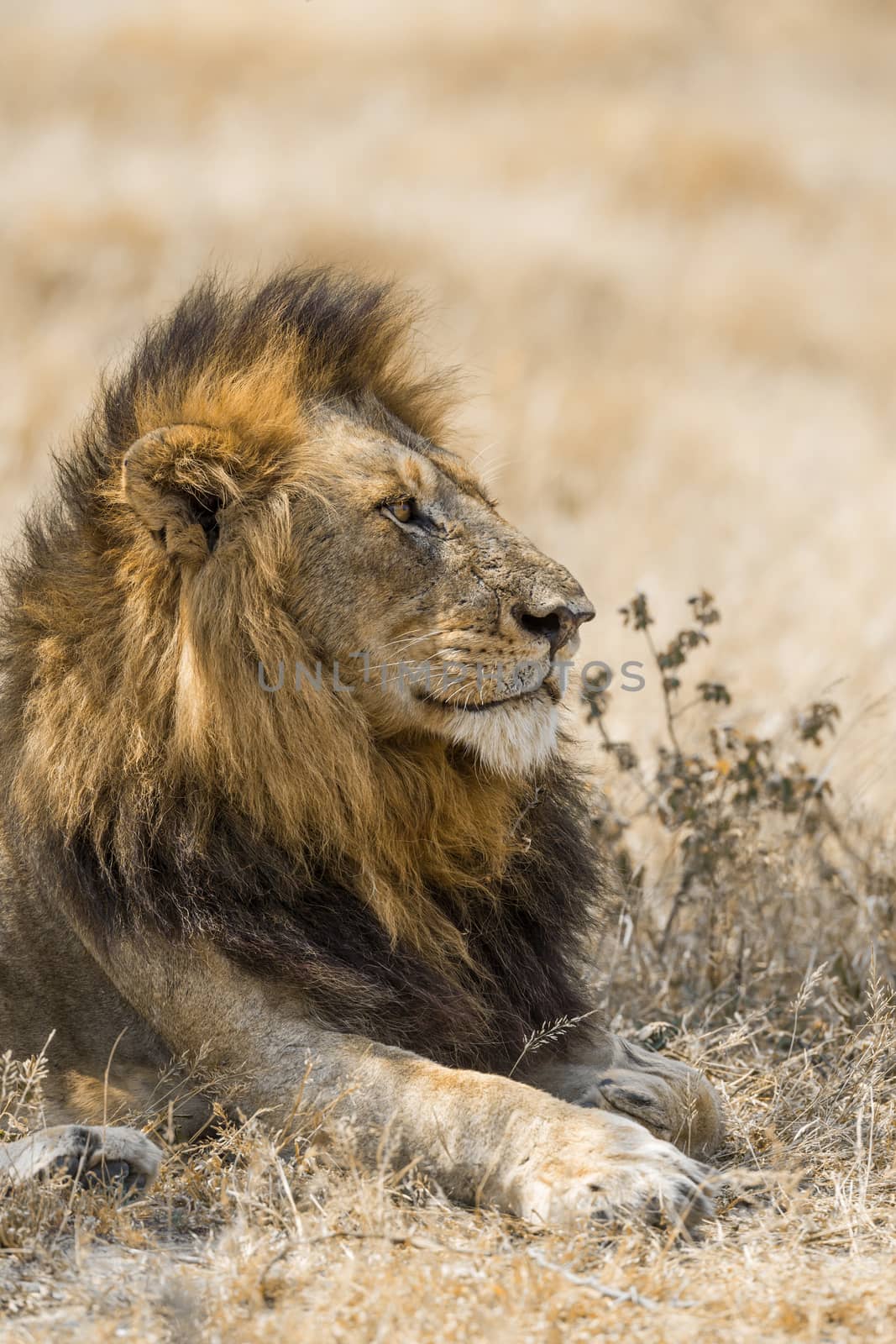 African lion male portrait in Kruger National park, South Africa ; Specie Panthera leo family of Felidae