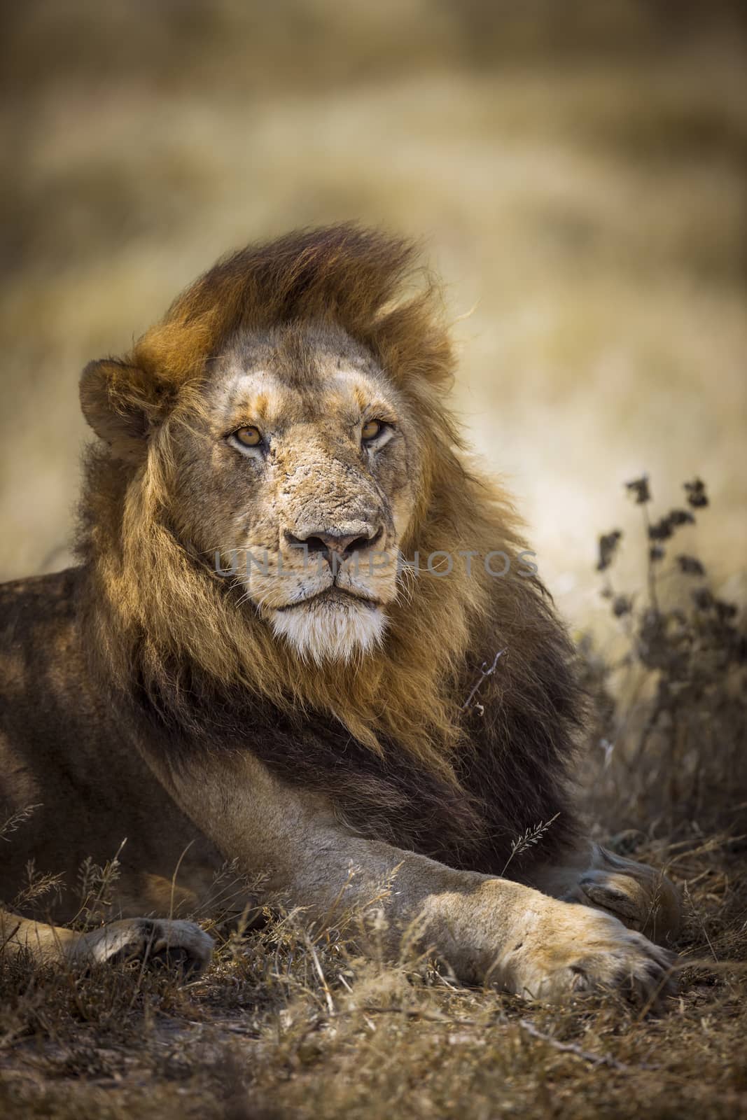 African lion in Kruger National park, South Africa by PACOCOMO