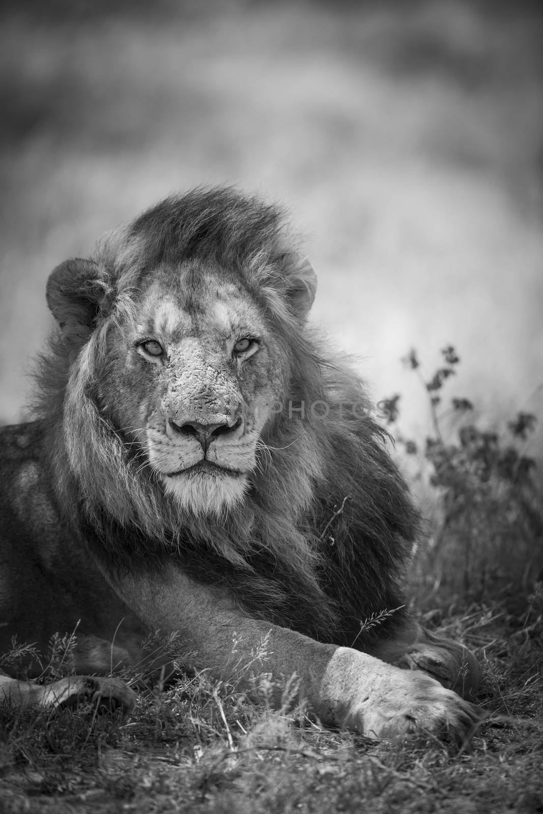 African lion male portrait in Kruger National park, South Africa ; Specie Panthera leo family of Felidae