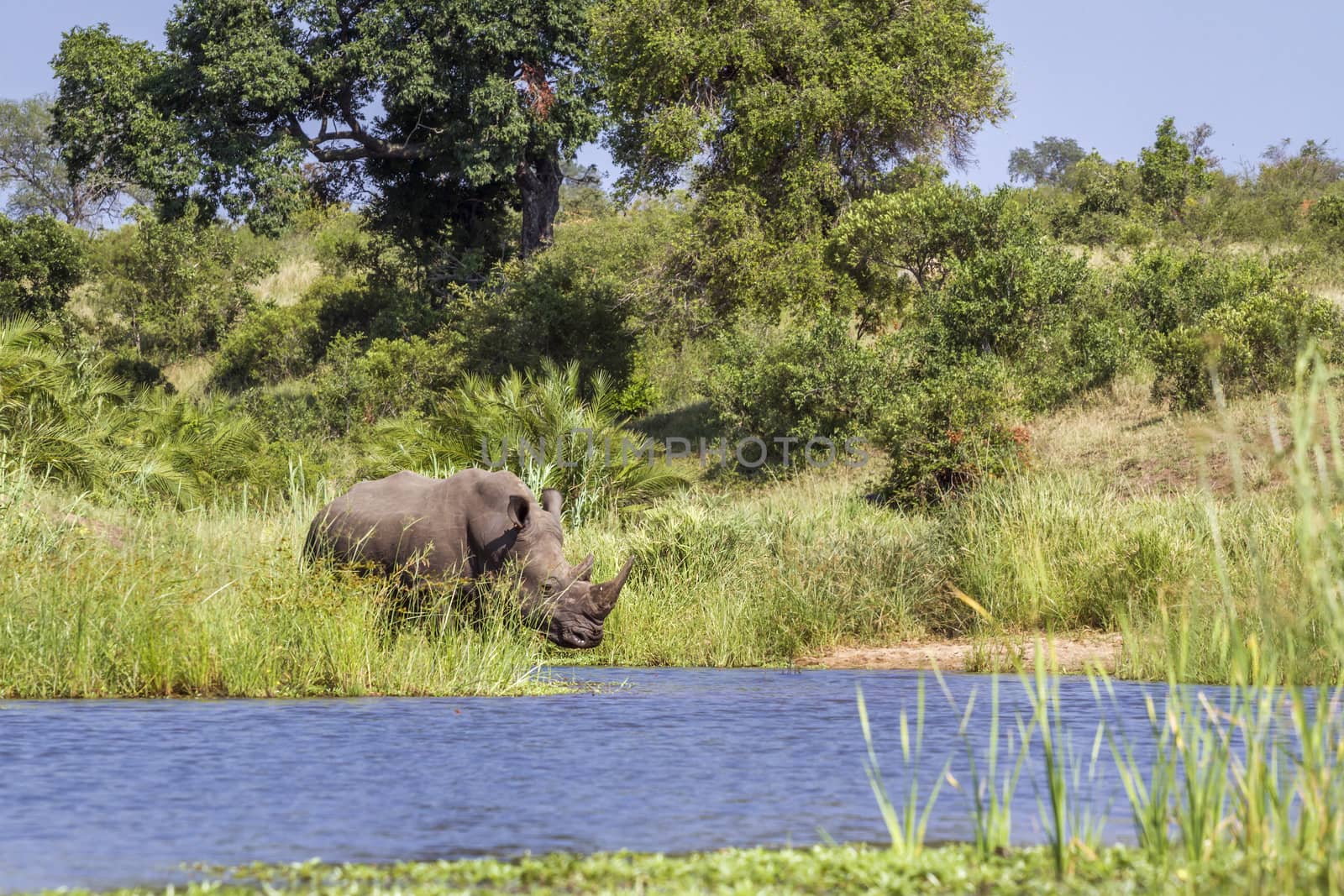 Southern white rhinoceros on river side in Kruger National park, South Africa ; Specie Ceratotherium simum simum family of Rhinocerotidae
